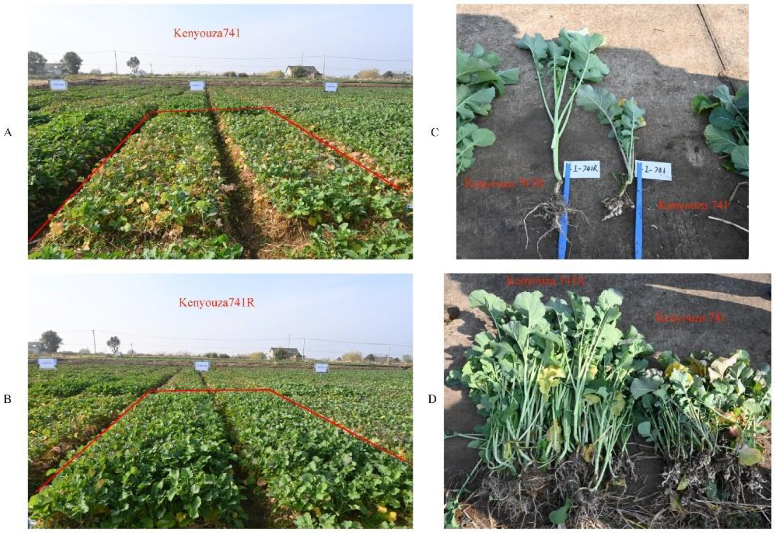 Plants 11 02413 g004 Plants 11 02413 g004