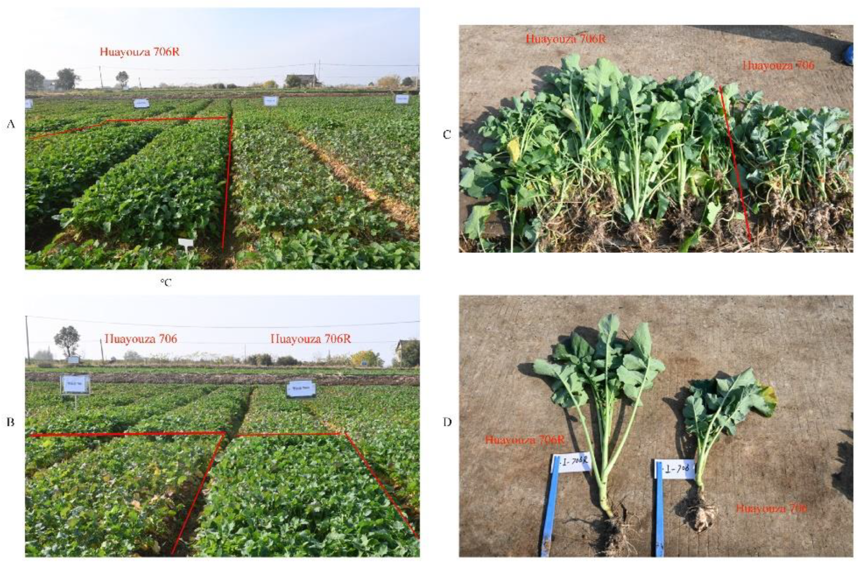 Plants 11 02413 g005 Plants 11 02413 g005