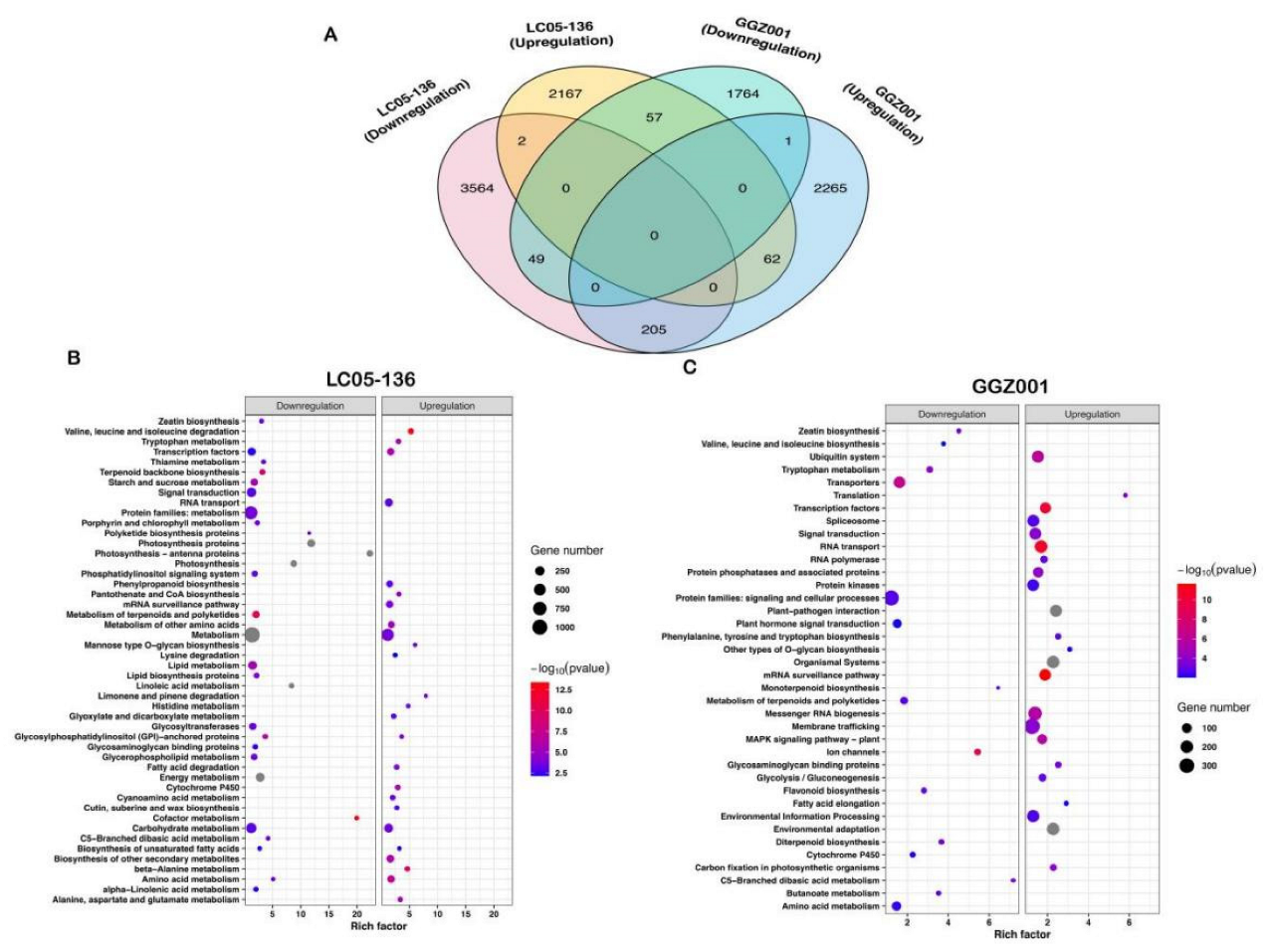 Plants 11 02417 g006