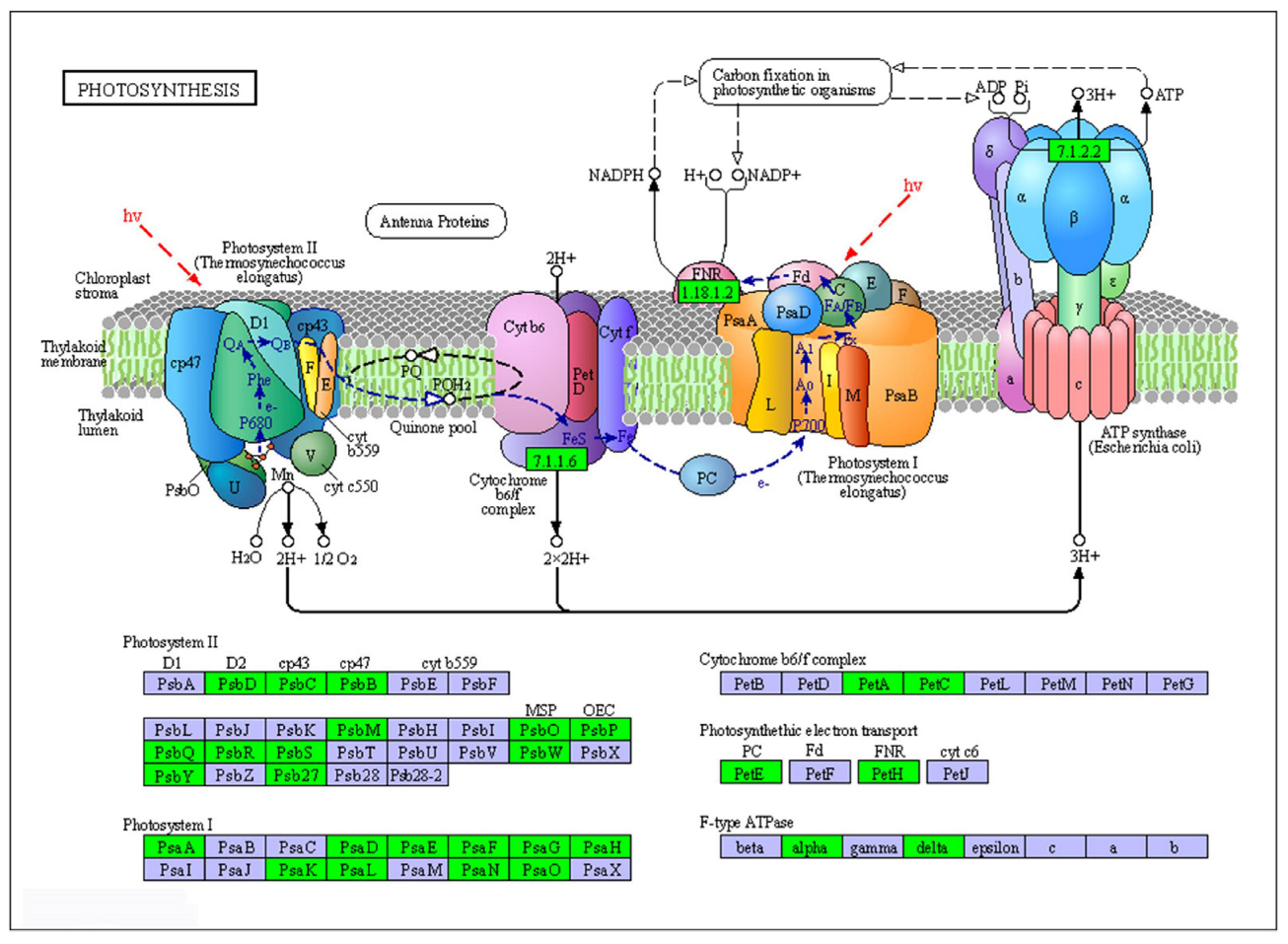 Plants 11 02417 g007