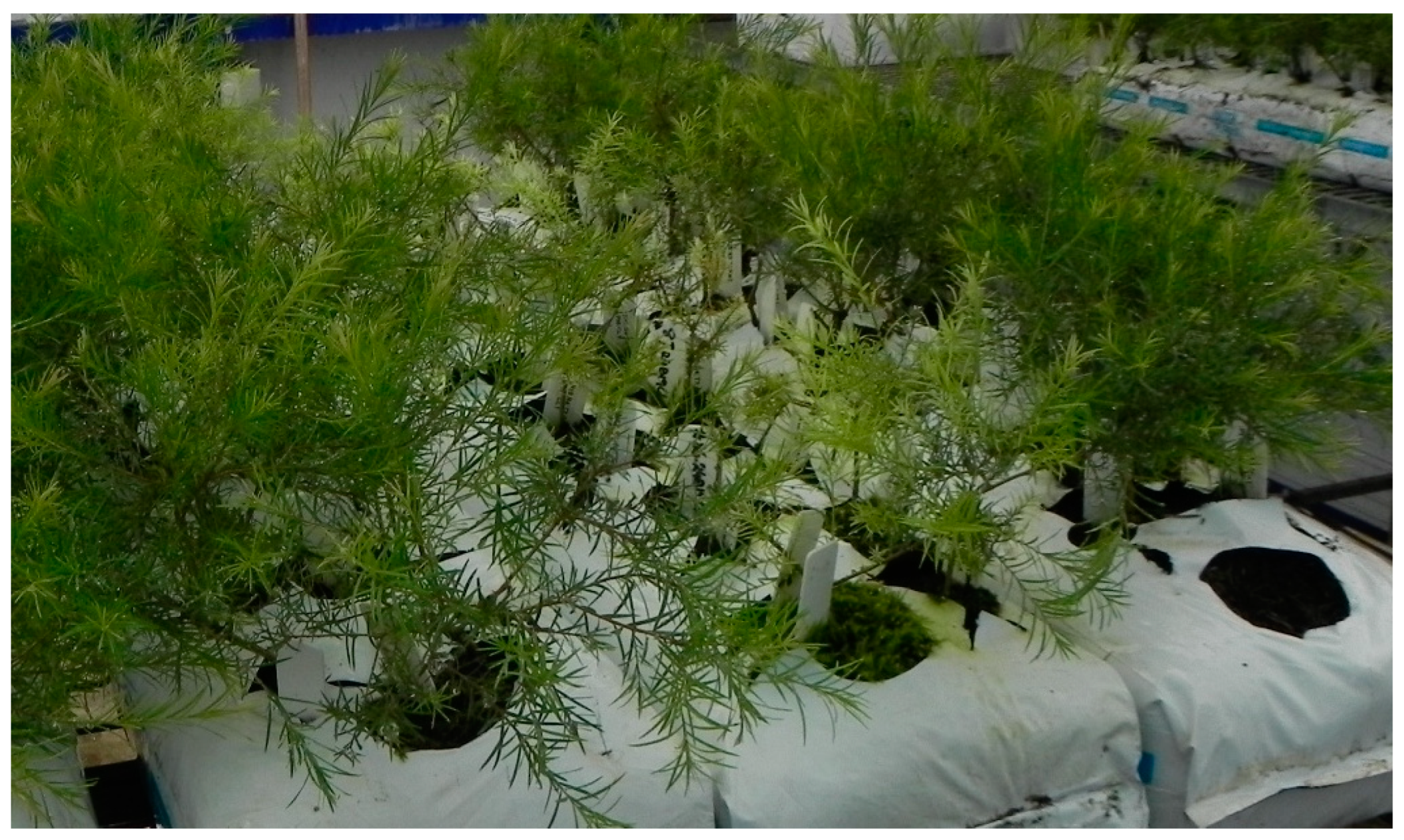 Plants 11 02421 g001