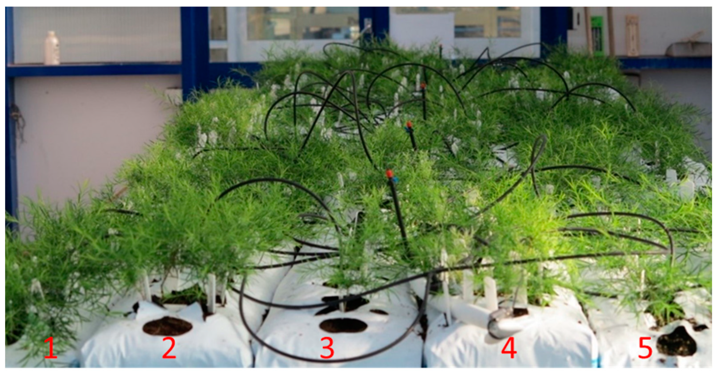 Plants 11 02421 g005