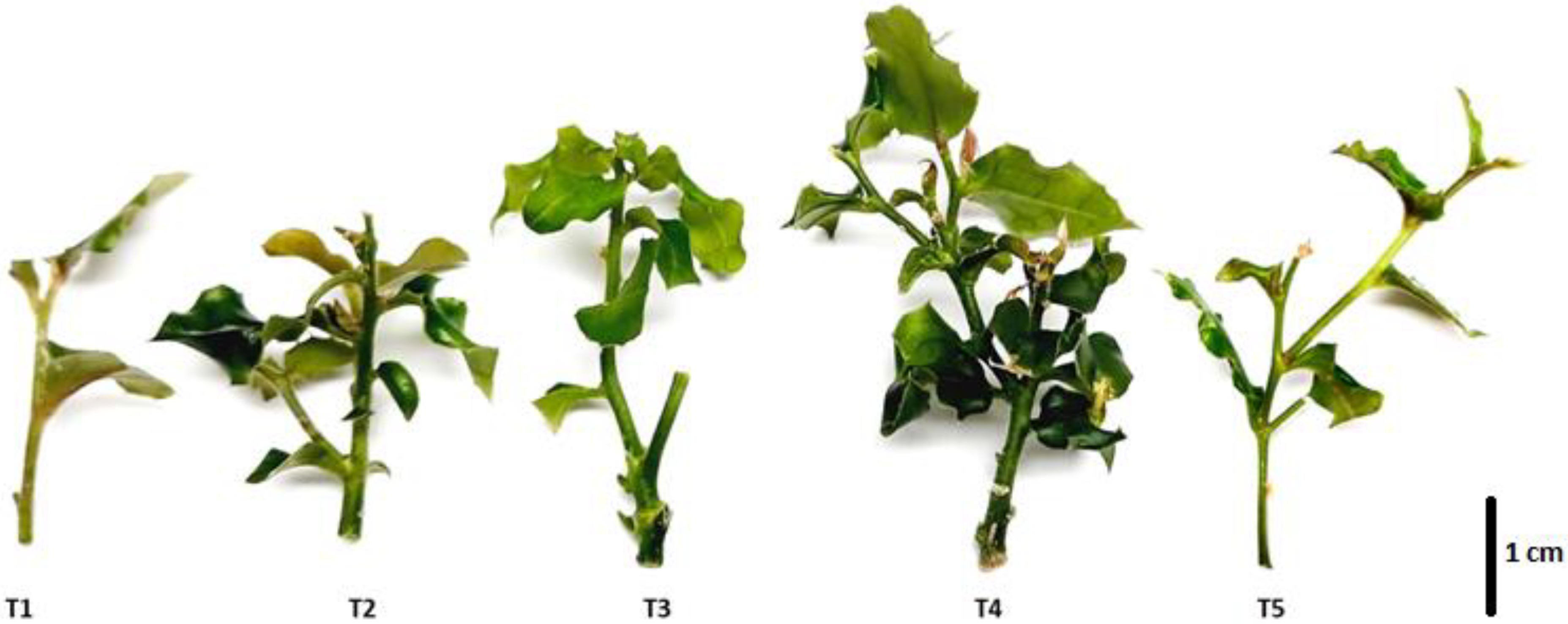 Plants 11 02425 g001