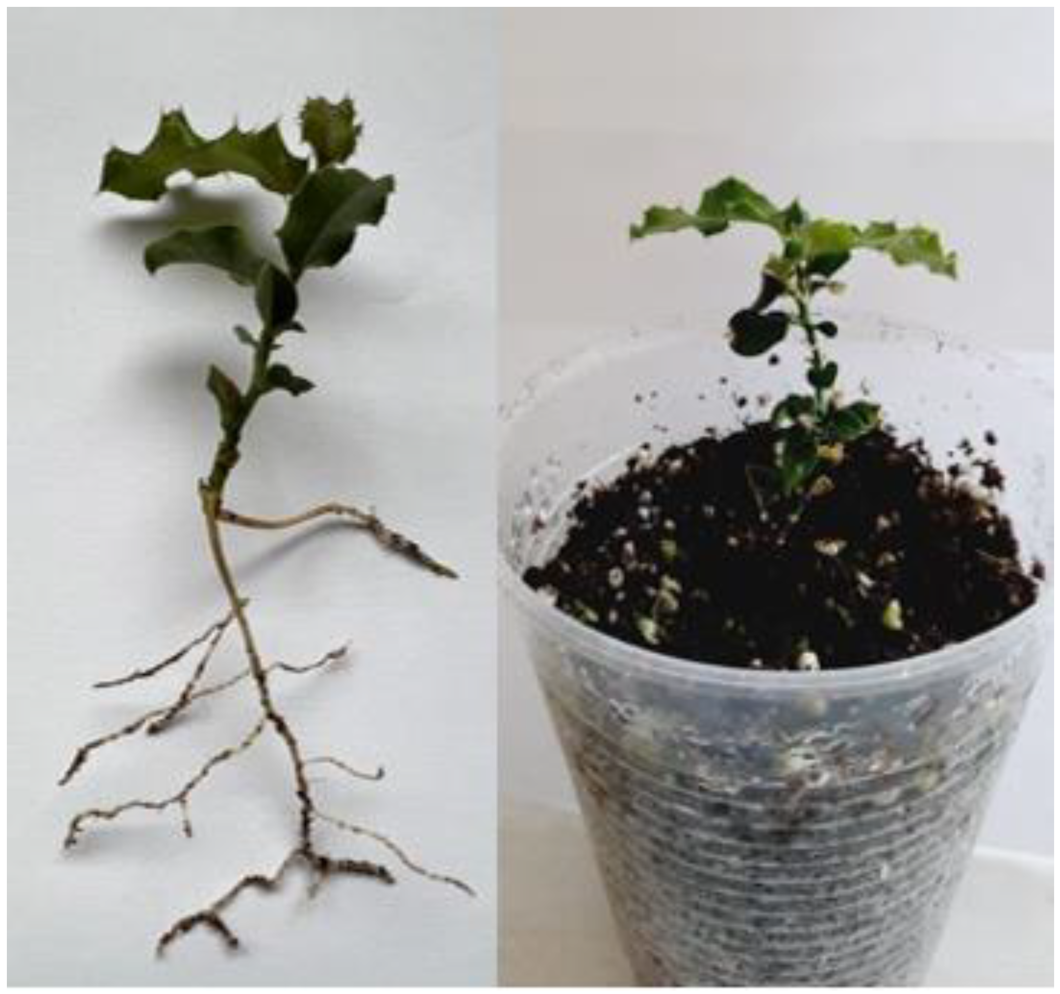 Plants 11 02425 g004