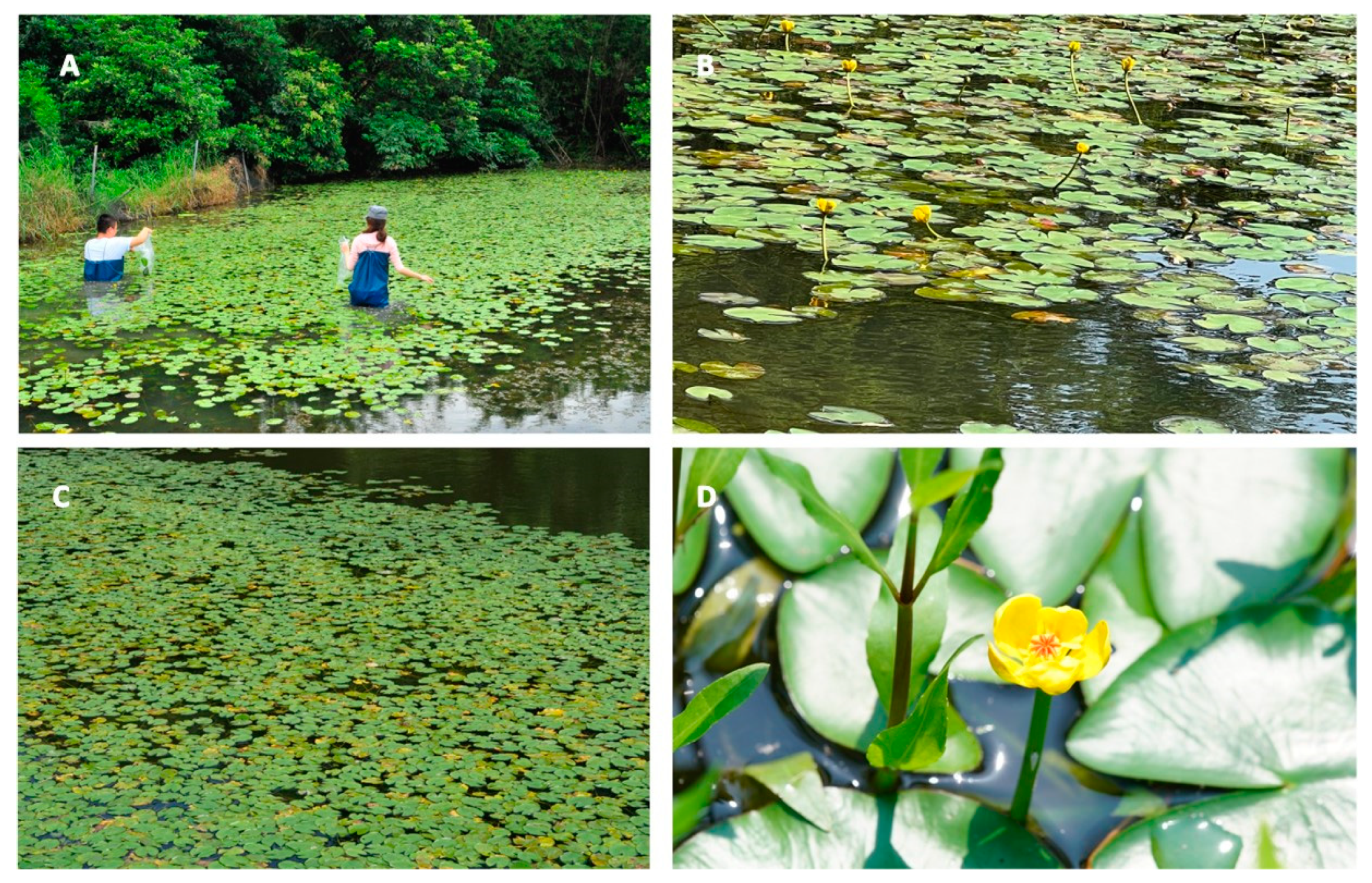 Plants 11 02433 g001