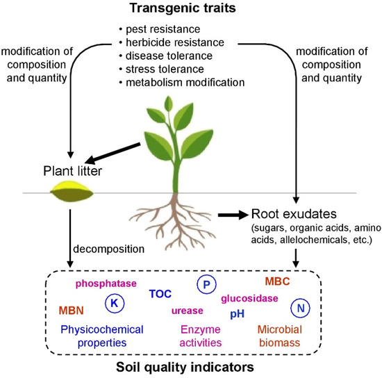 Plants Free FullText Assessing Impacts of Transgenic Plants on Soil Using Functional