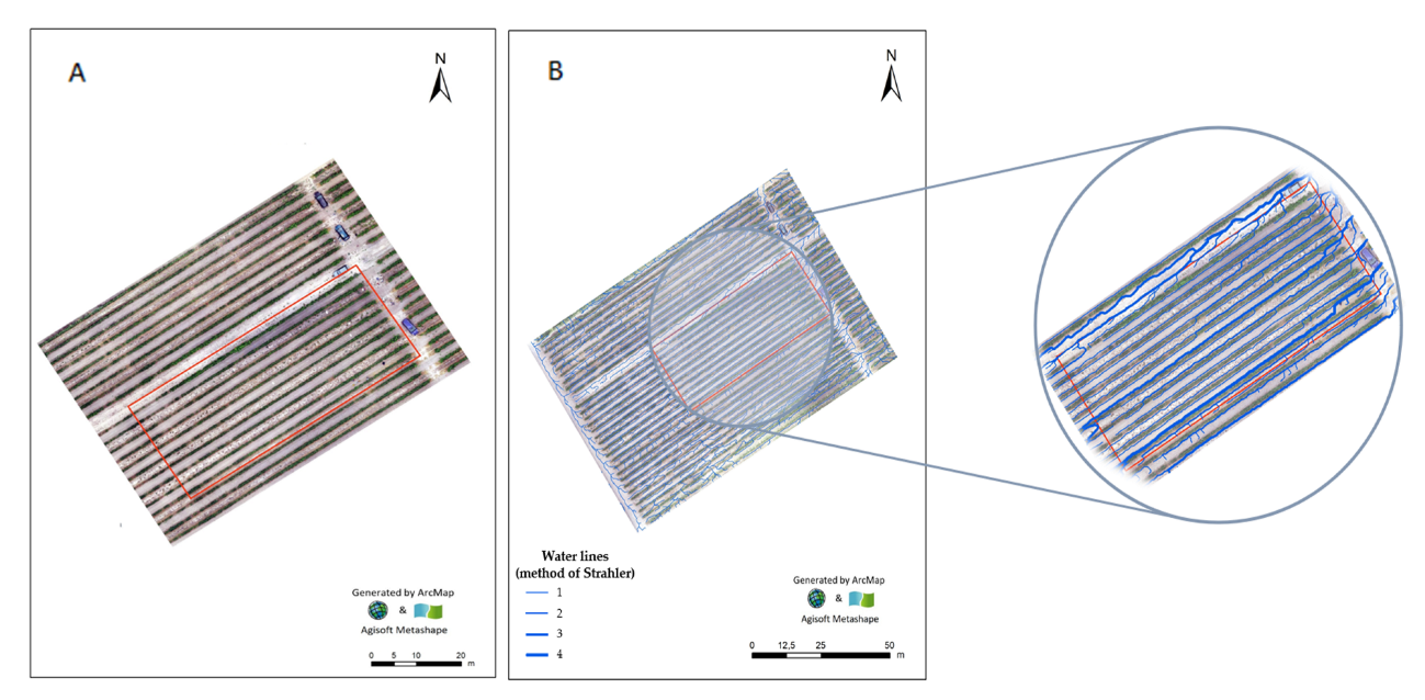 Plants 11 02442 g004 Plants 11 02442 g004