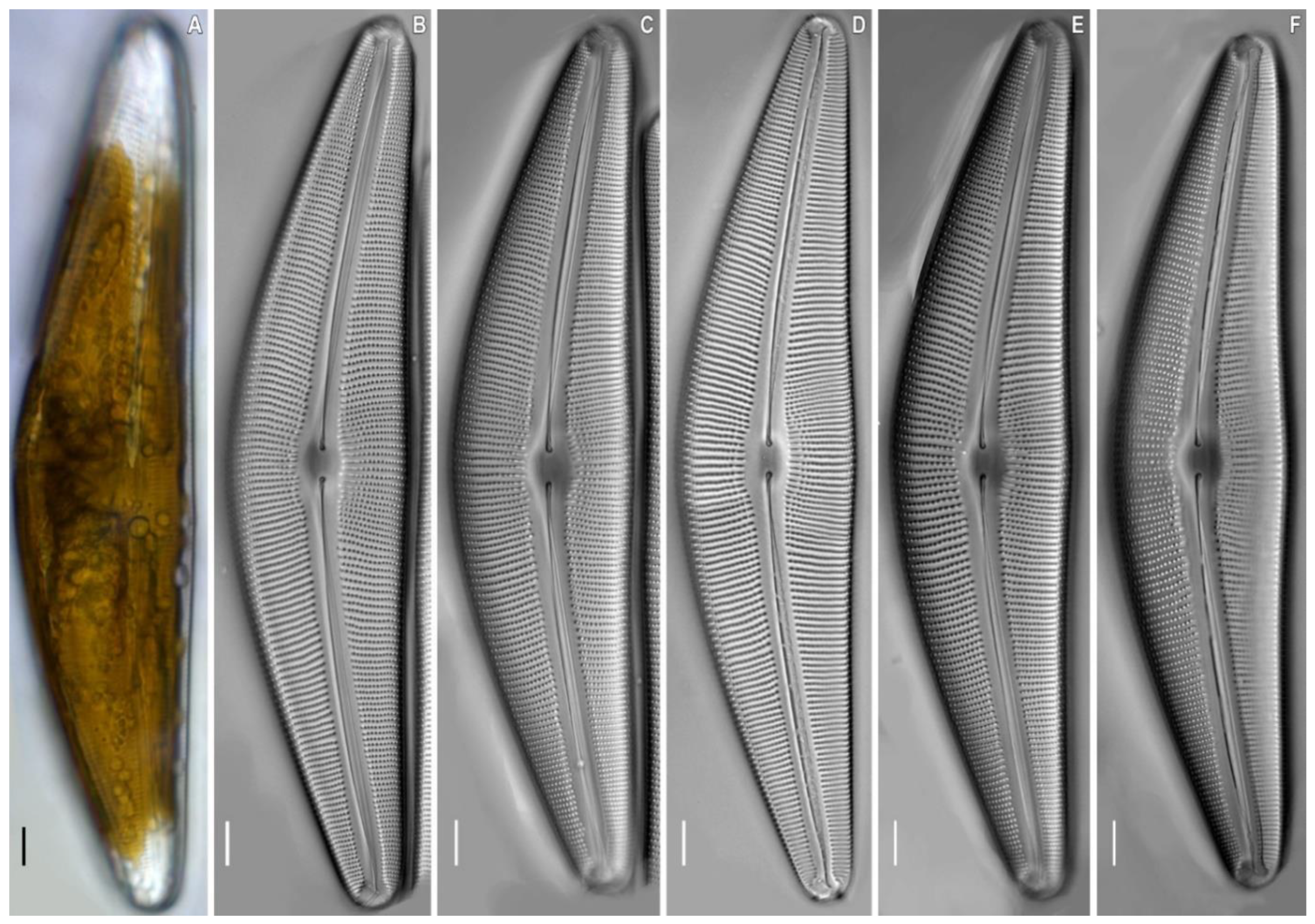 Plants 11 02445 g002 550