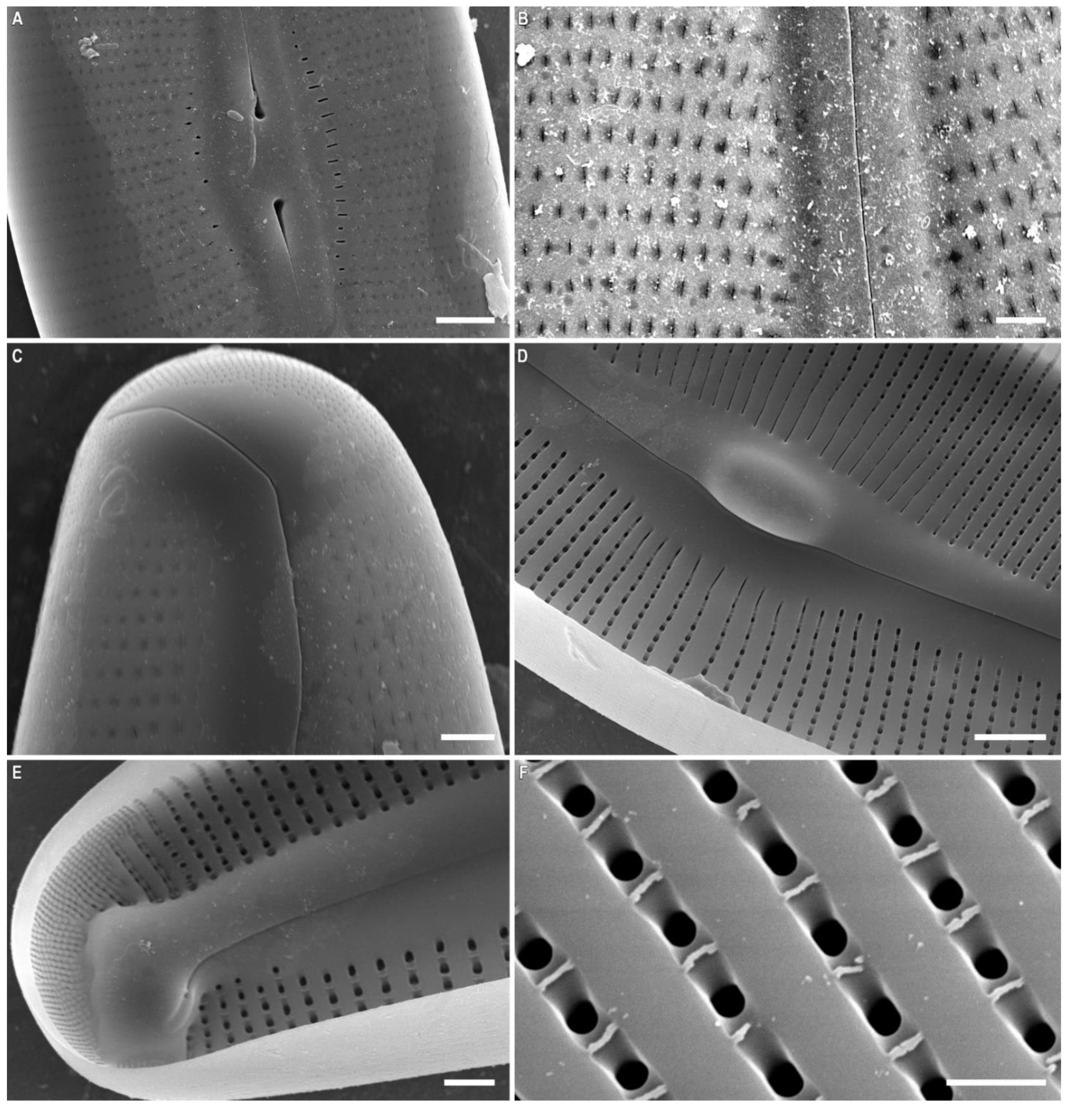 Plants 11 02445 g004 550