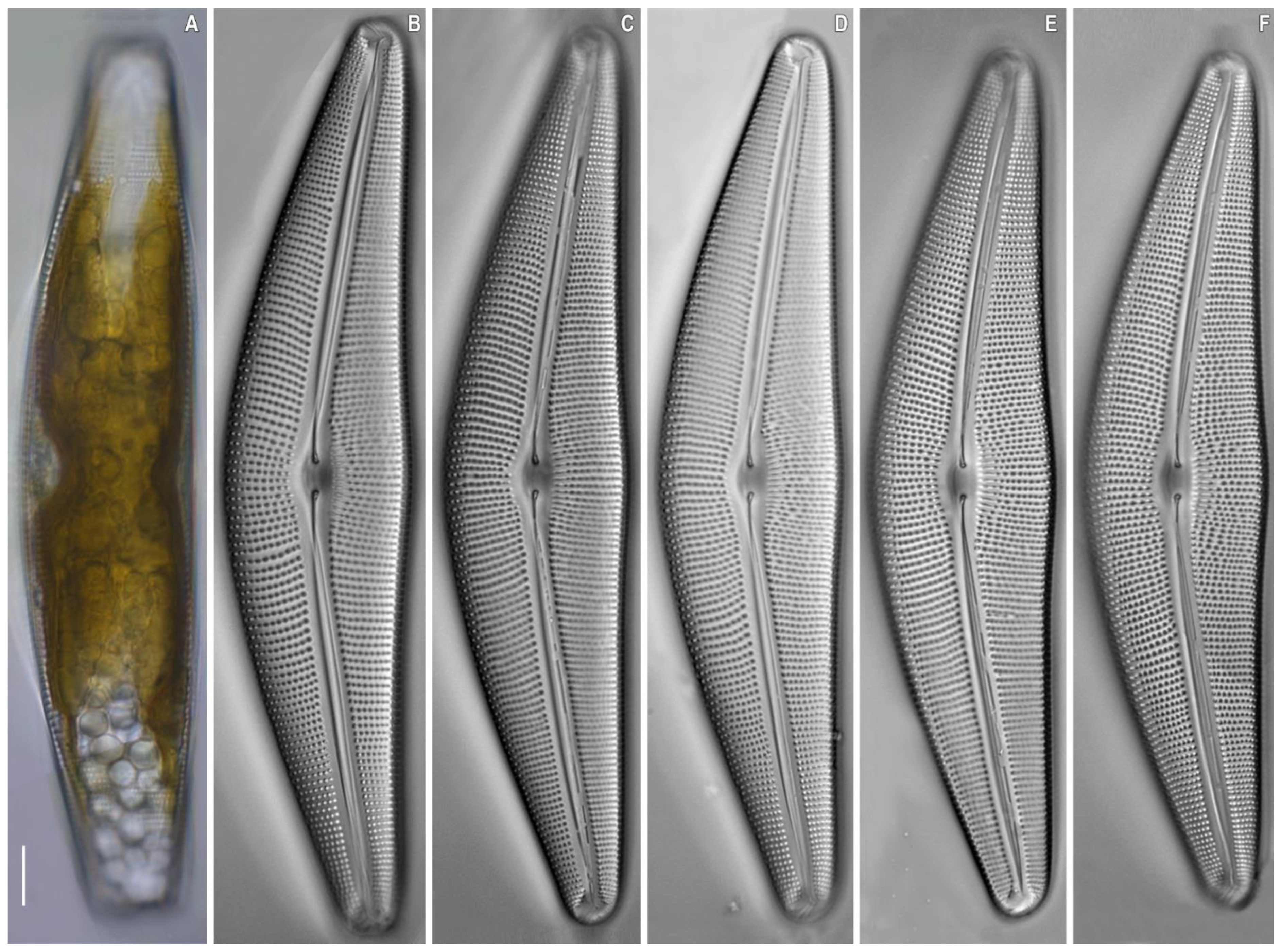 Plants 11 02445 g005 550