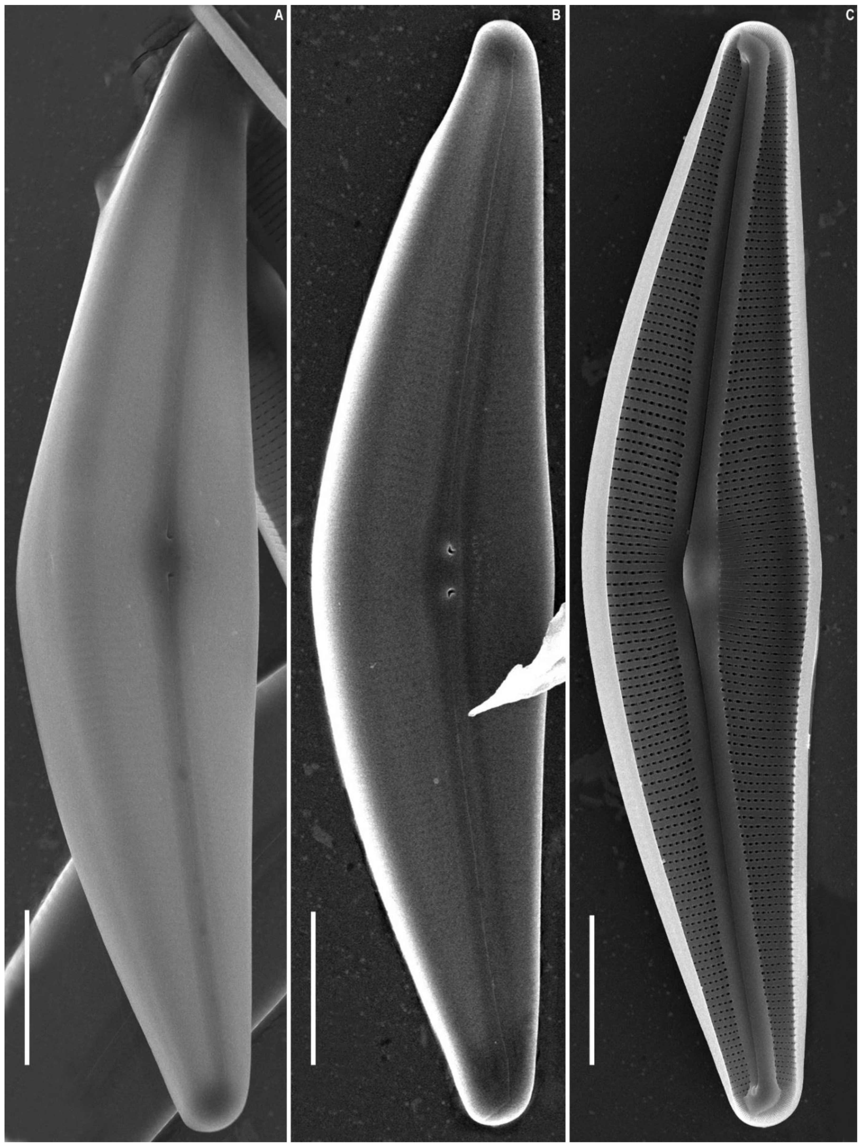 Plants 11 02445 g006 550