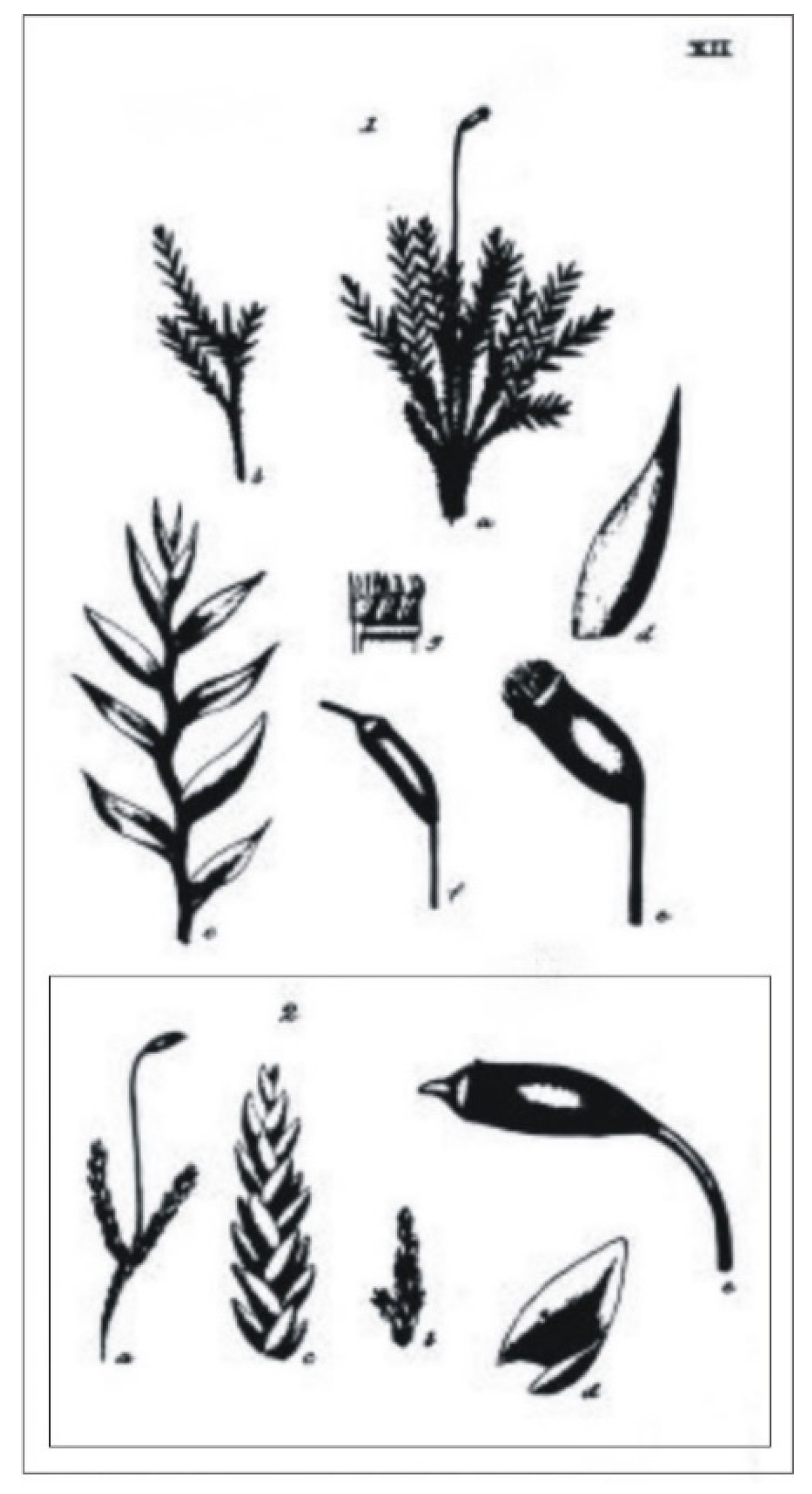 Plants 11 02446 g003 550