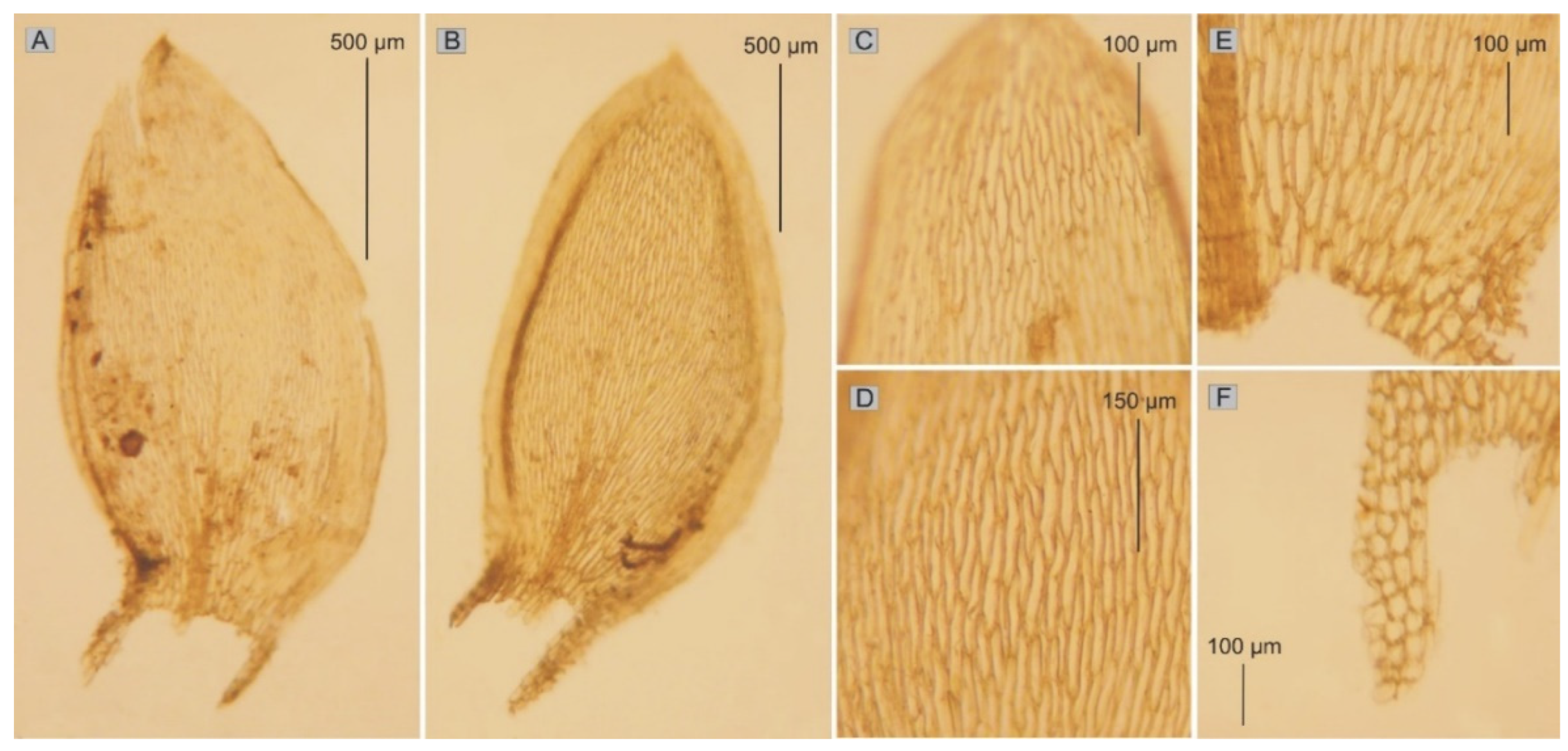 Plants 11 02446 g005 550