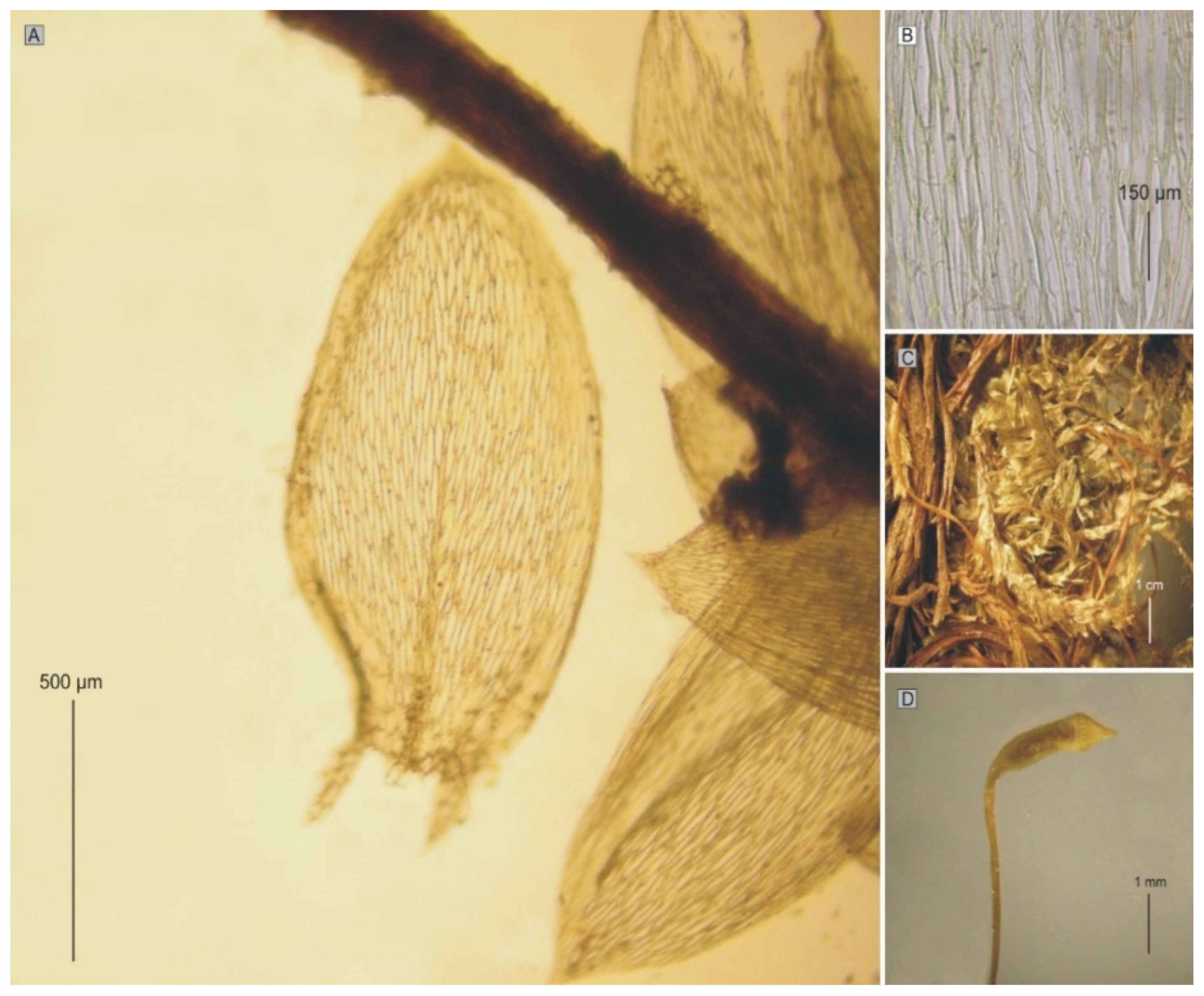 Plants 11 02446 g010 550