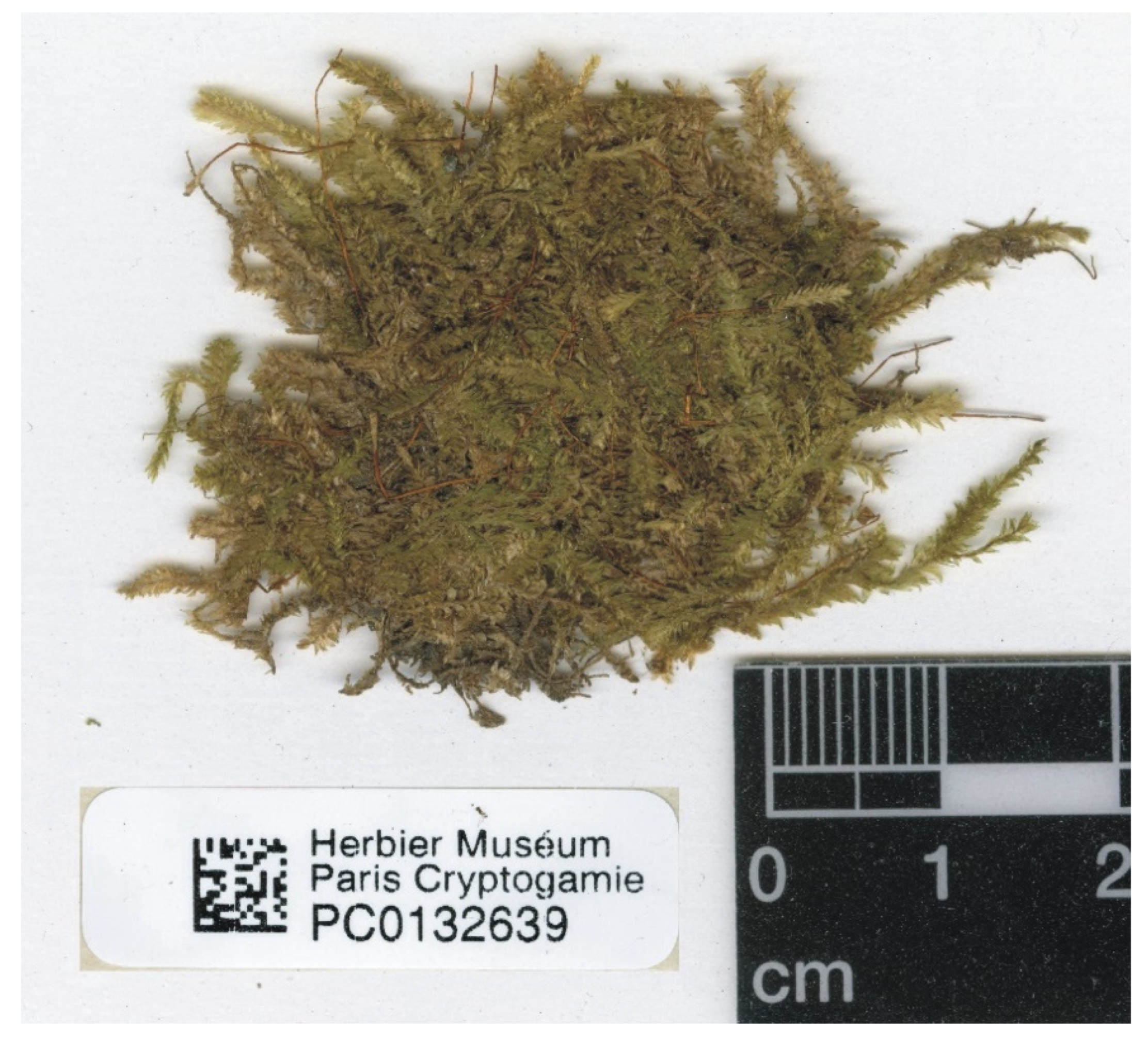 Plants 11 02446 g013 550