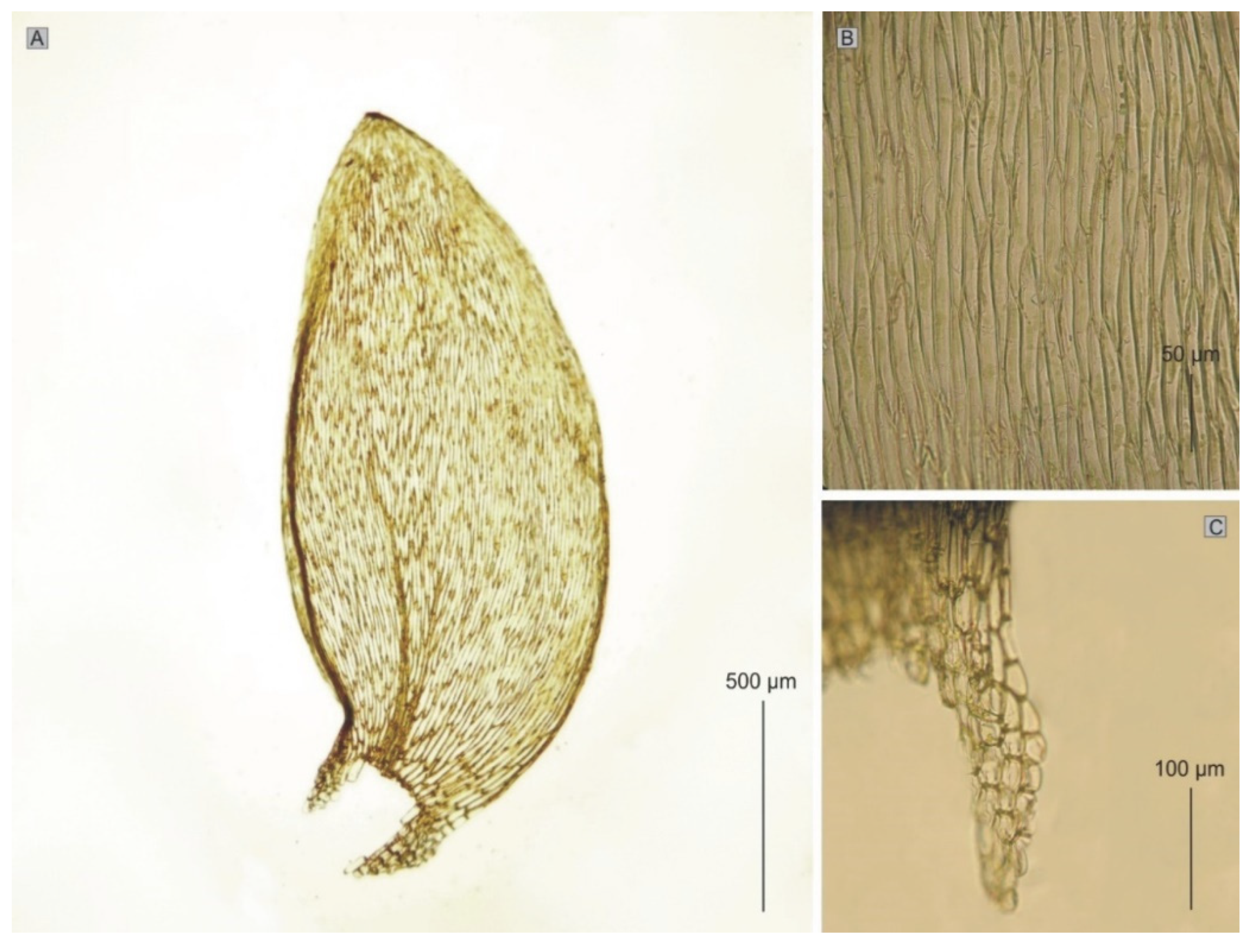 Plants 11 02446 g014 550