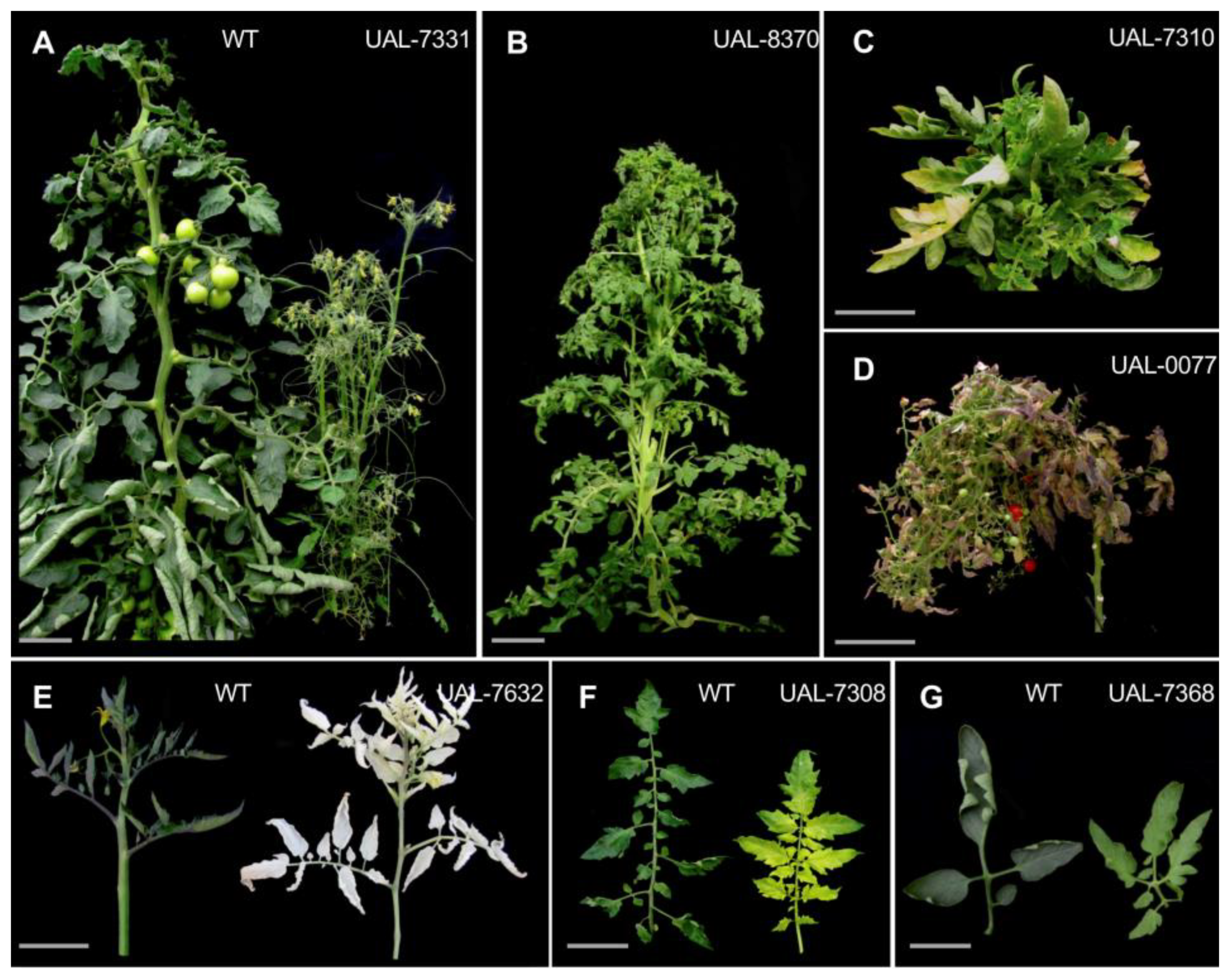 Plants 11 02453 g003