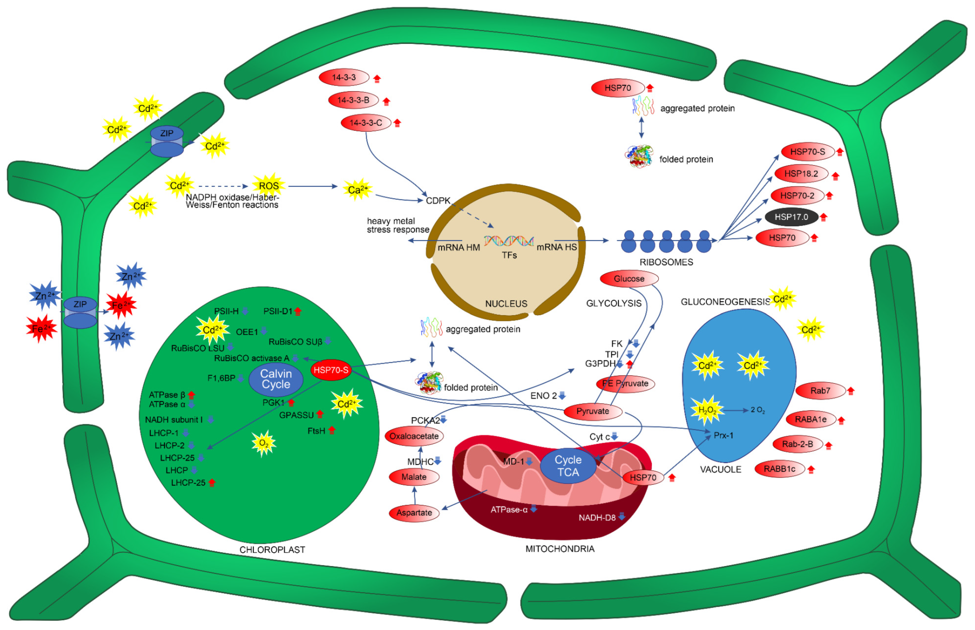 Plants 11 02455 g002 Plants 11 02455 g002