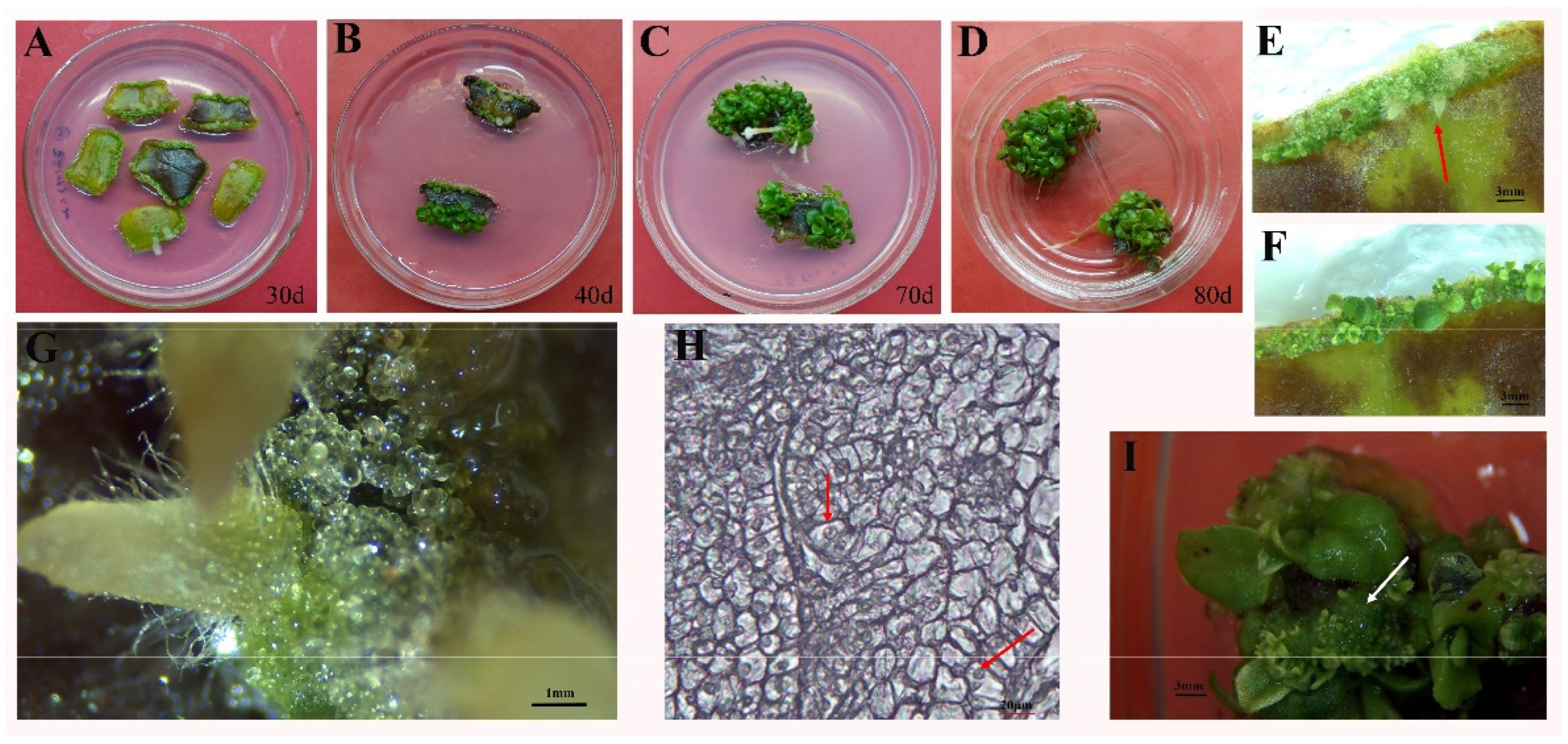 Plants 11 02456 g002 550
