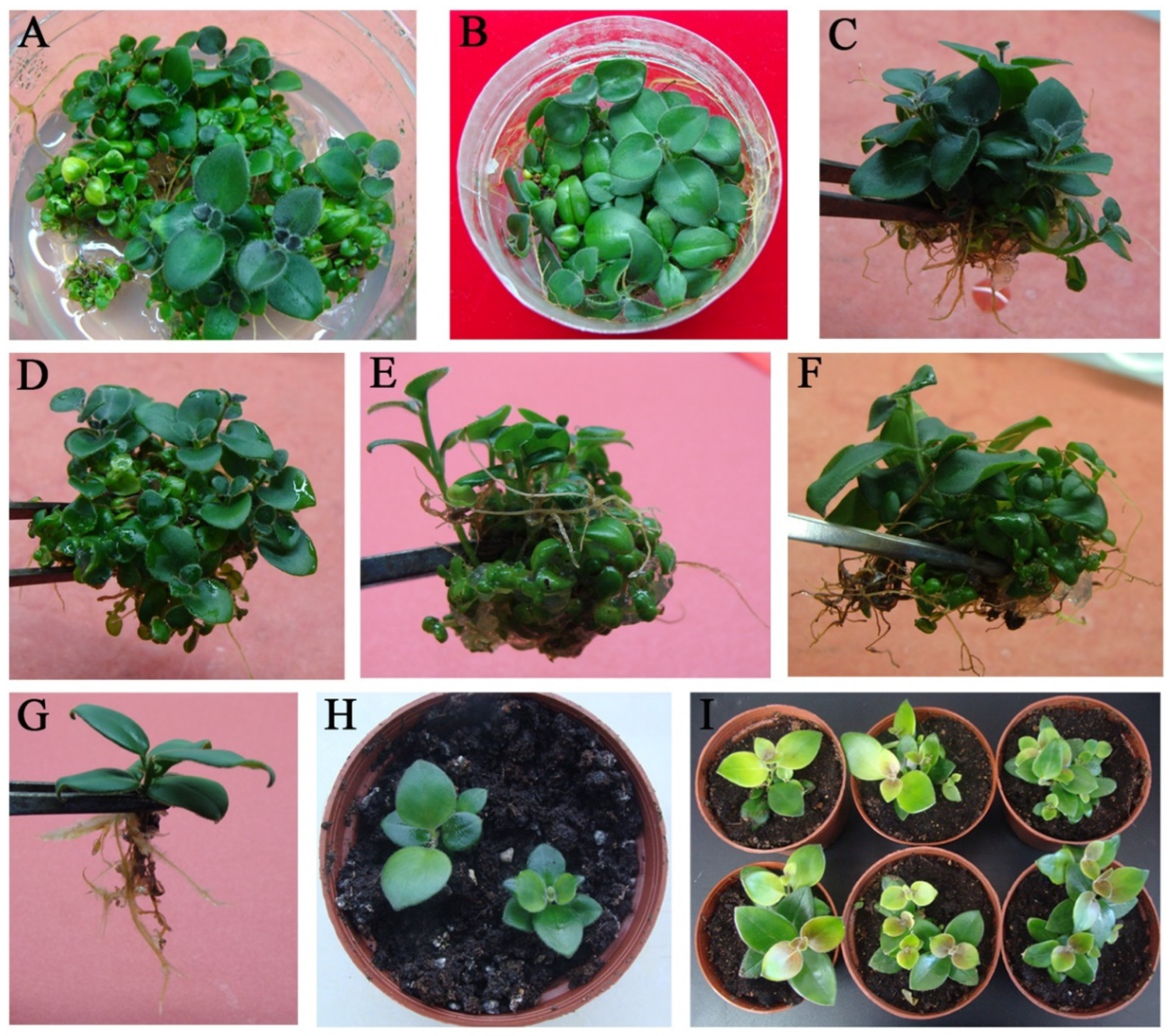 Plants 11 02456 g003 550