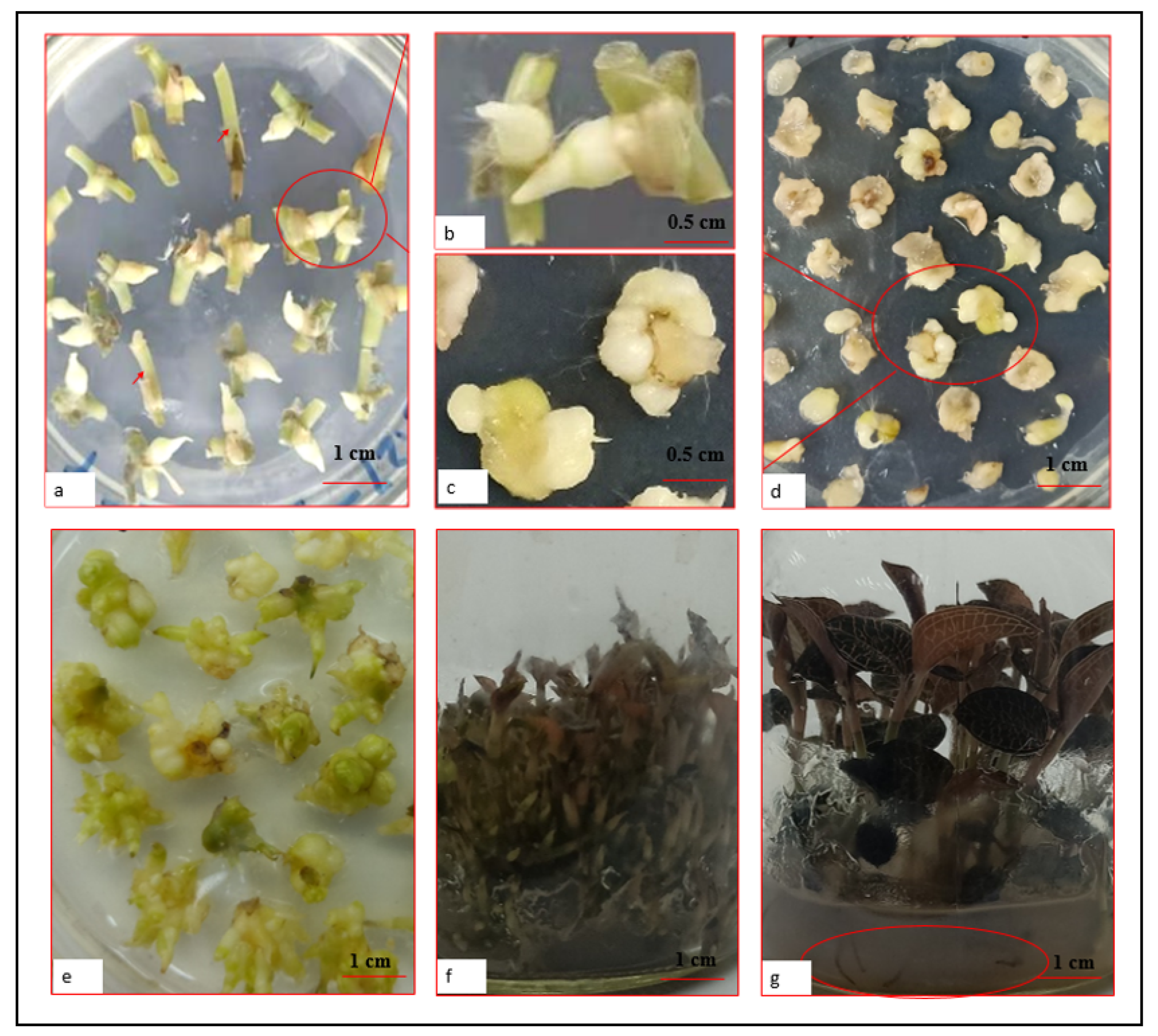 Plants 11 02465 g002 Plants 11 02465 g002