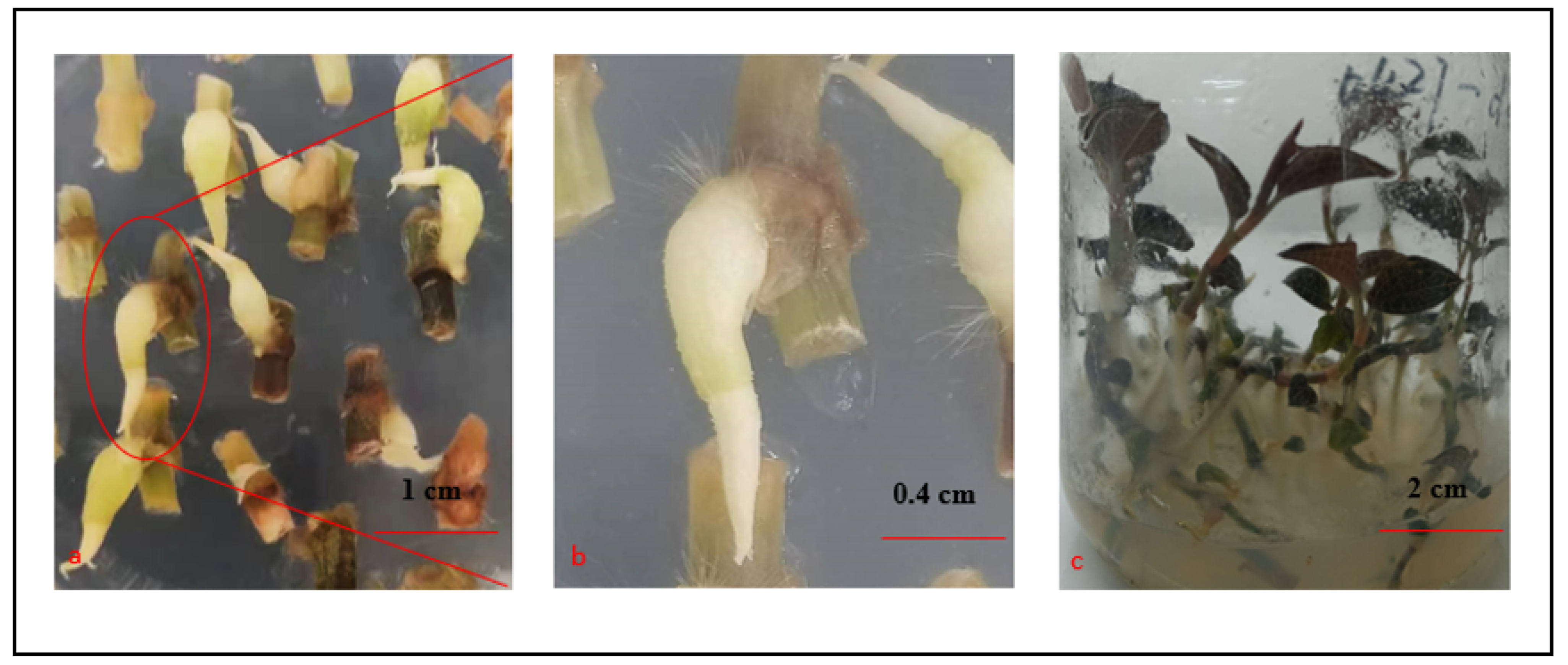 Plants 11 02465 g003 Plants 11 02465 g003