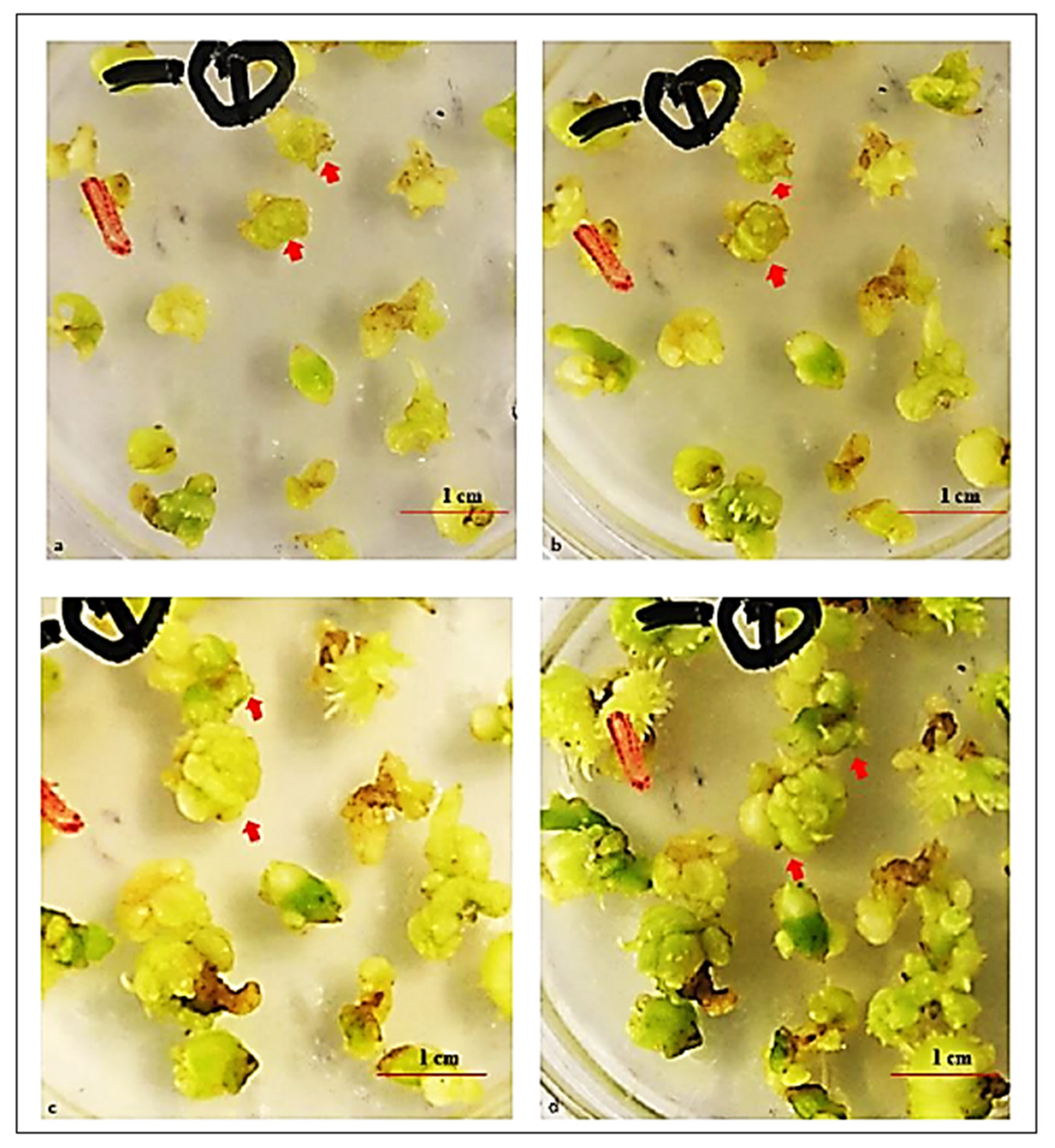 Plants 11 02465 g004 Plants 11 02465 g004