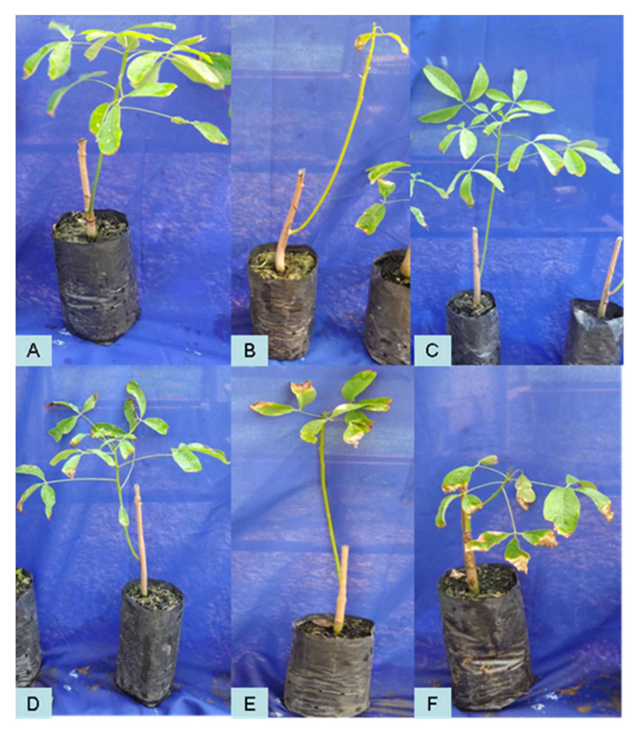 Plants 11 02477 g004 Plants 11 02477 g004