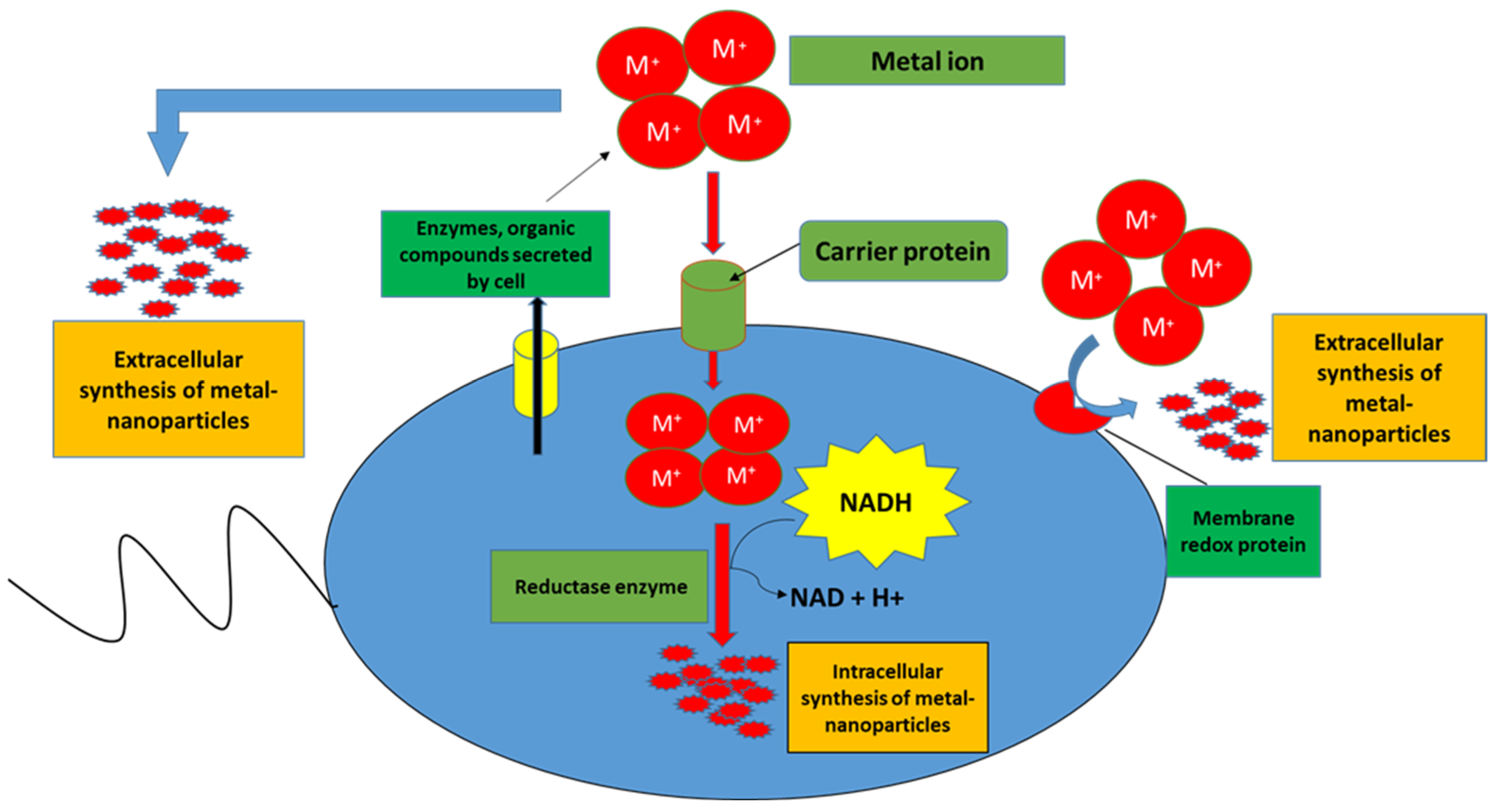 Plants 11 02482 g001
