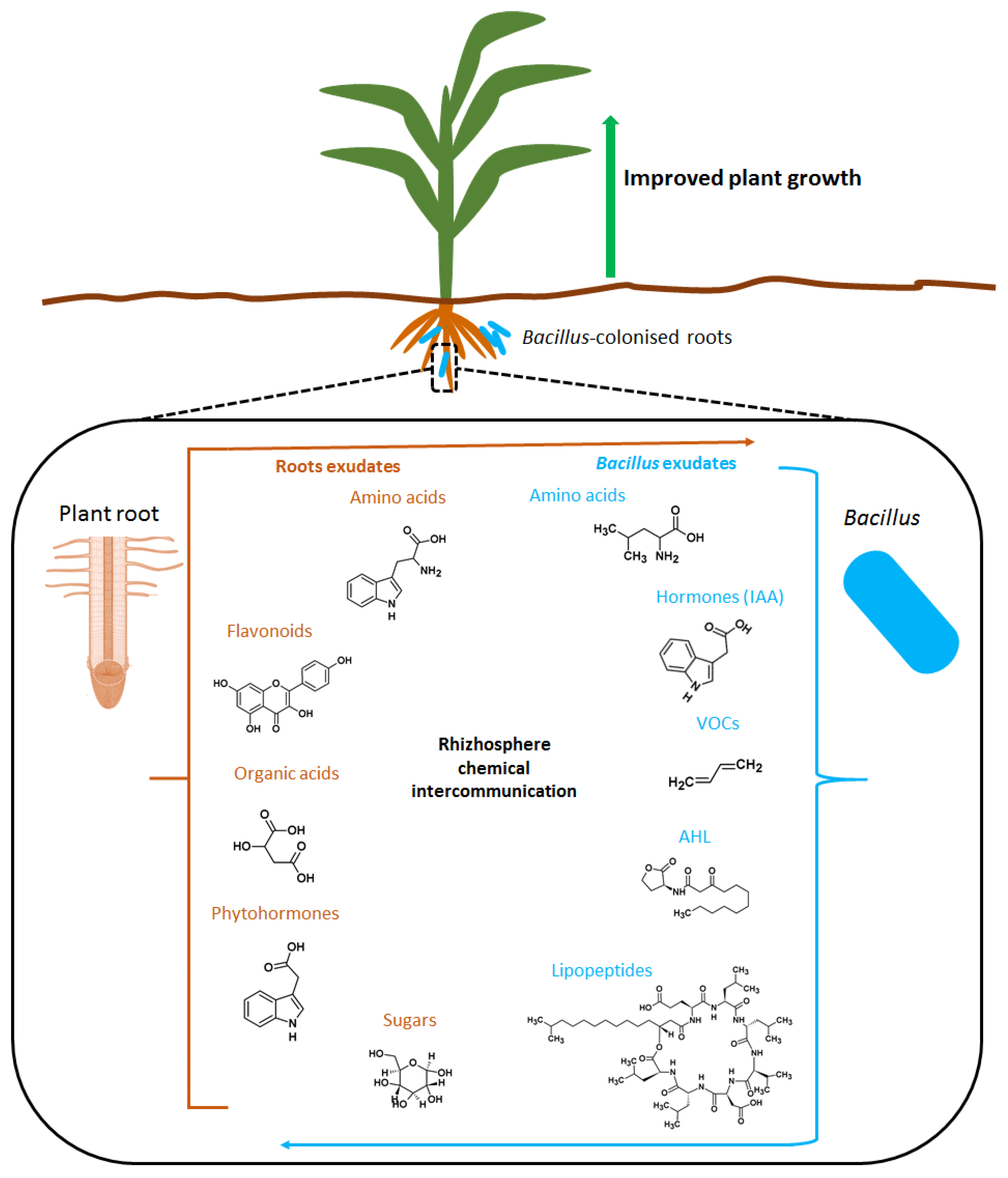 Plants 11 02482 g002