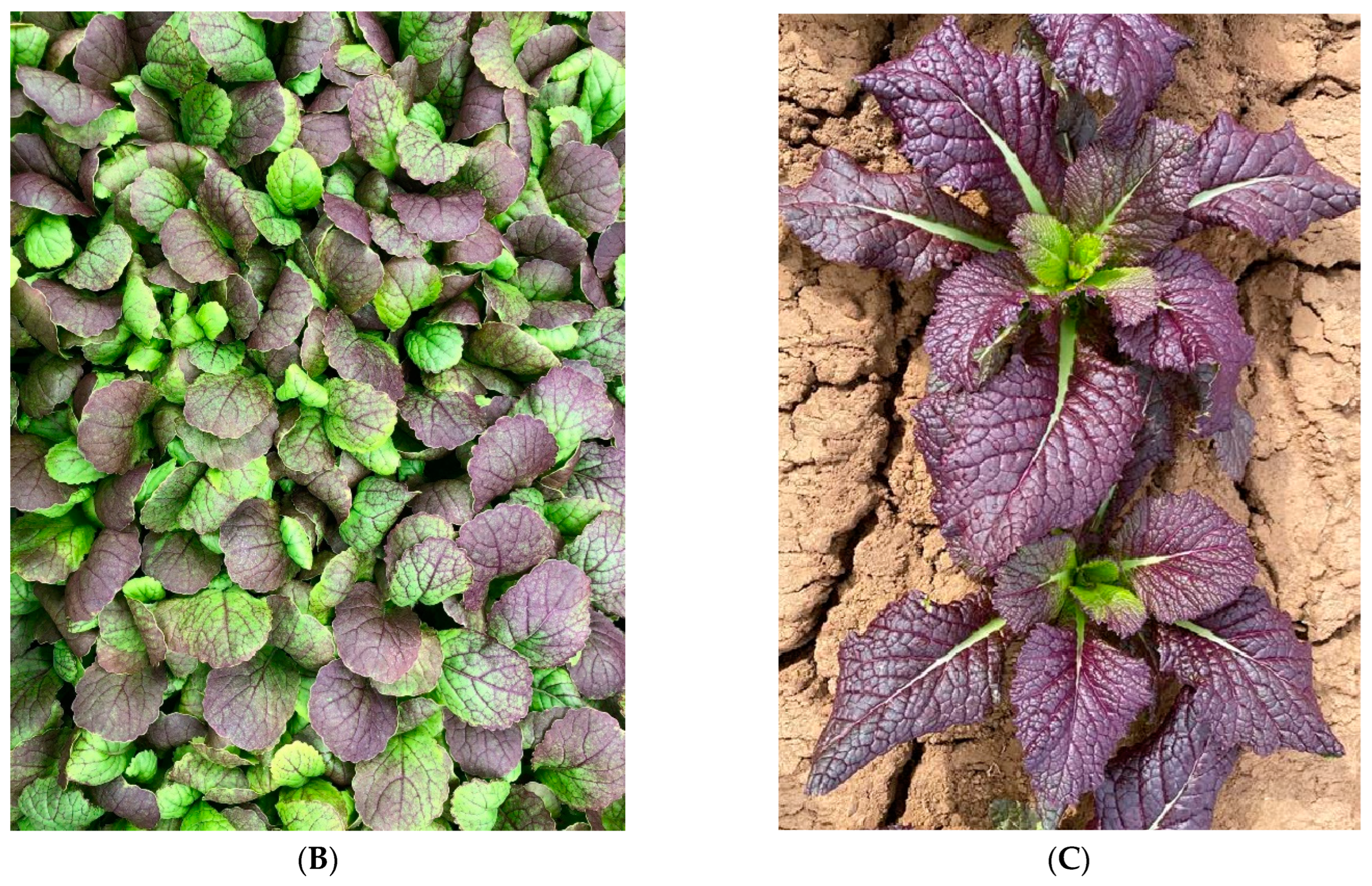 Plants 11 02494 g001b