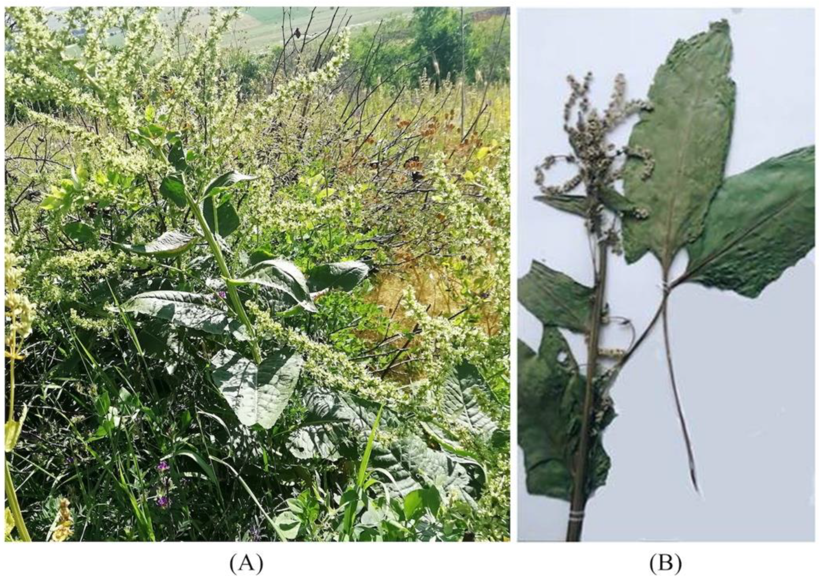 Plants 11 02502 g004 Plants 11 02502 g004