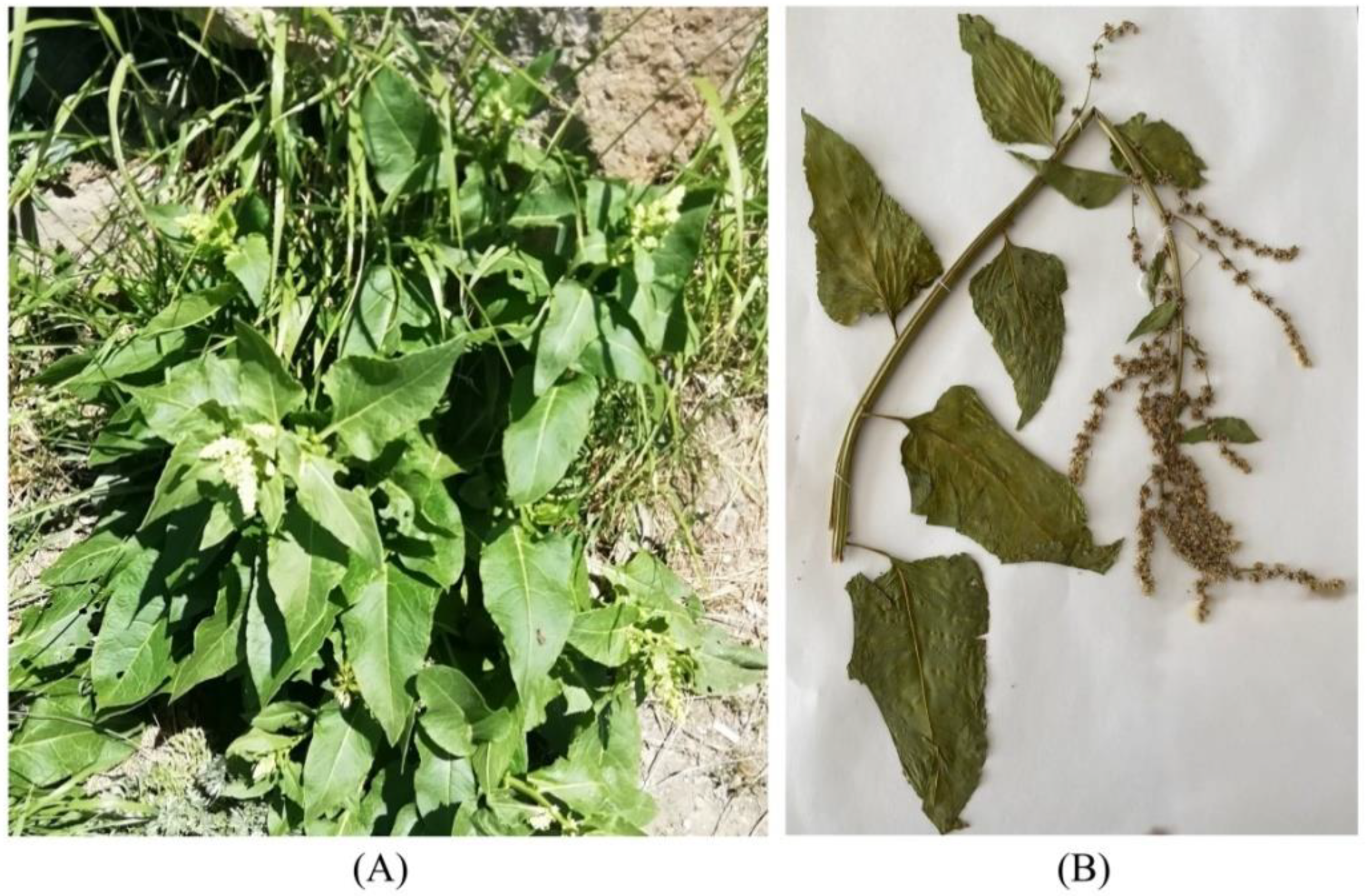 Plants 11 02502 g005 Plants 11 02502 g005