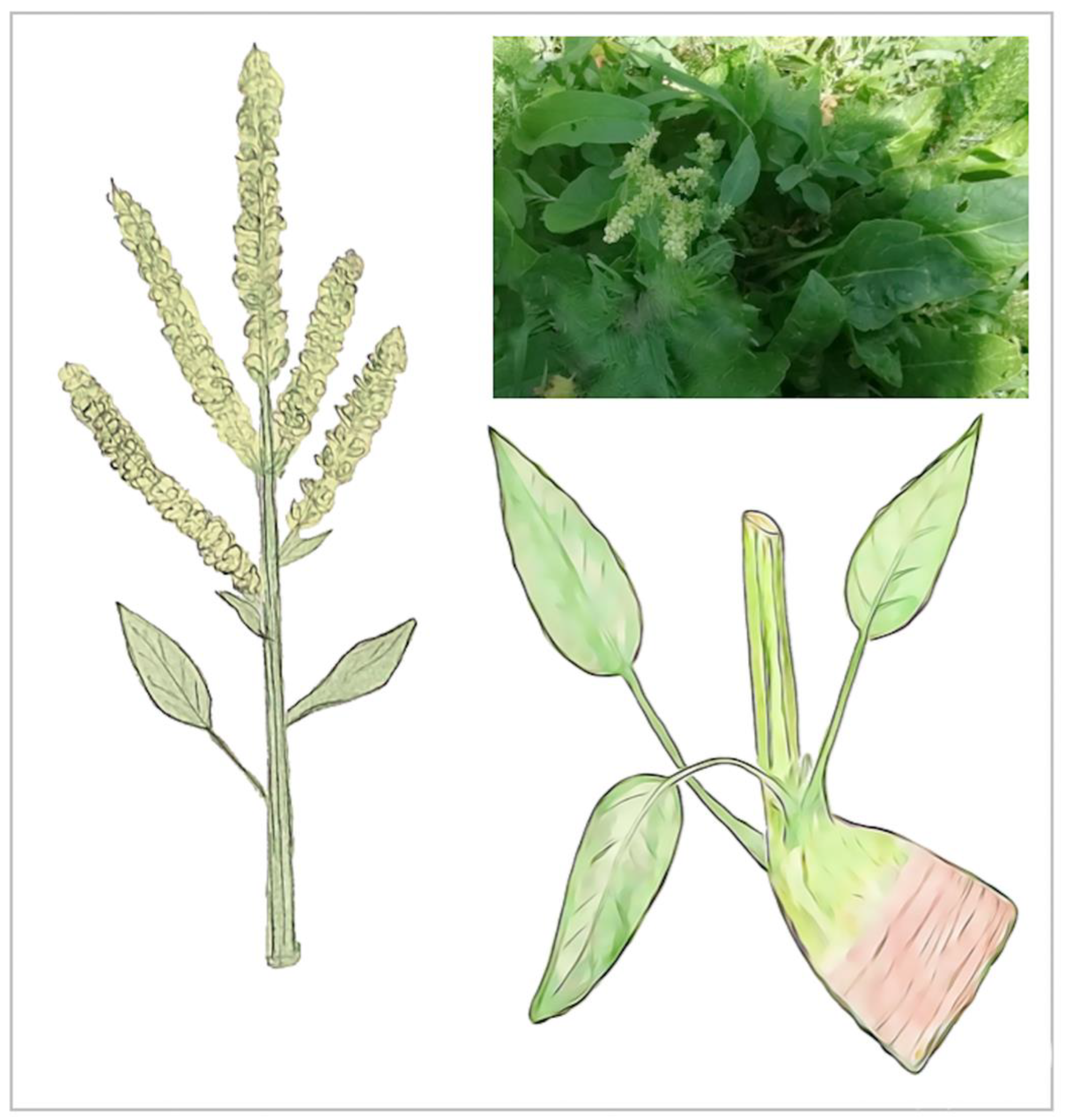 Plants 11 02502 g006 Plants 11 02502 g006