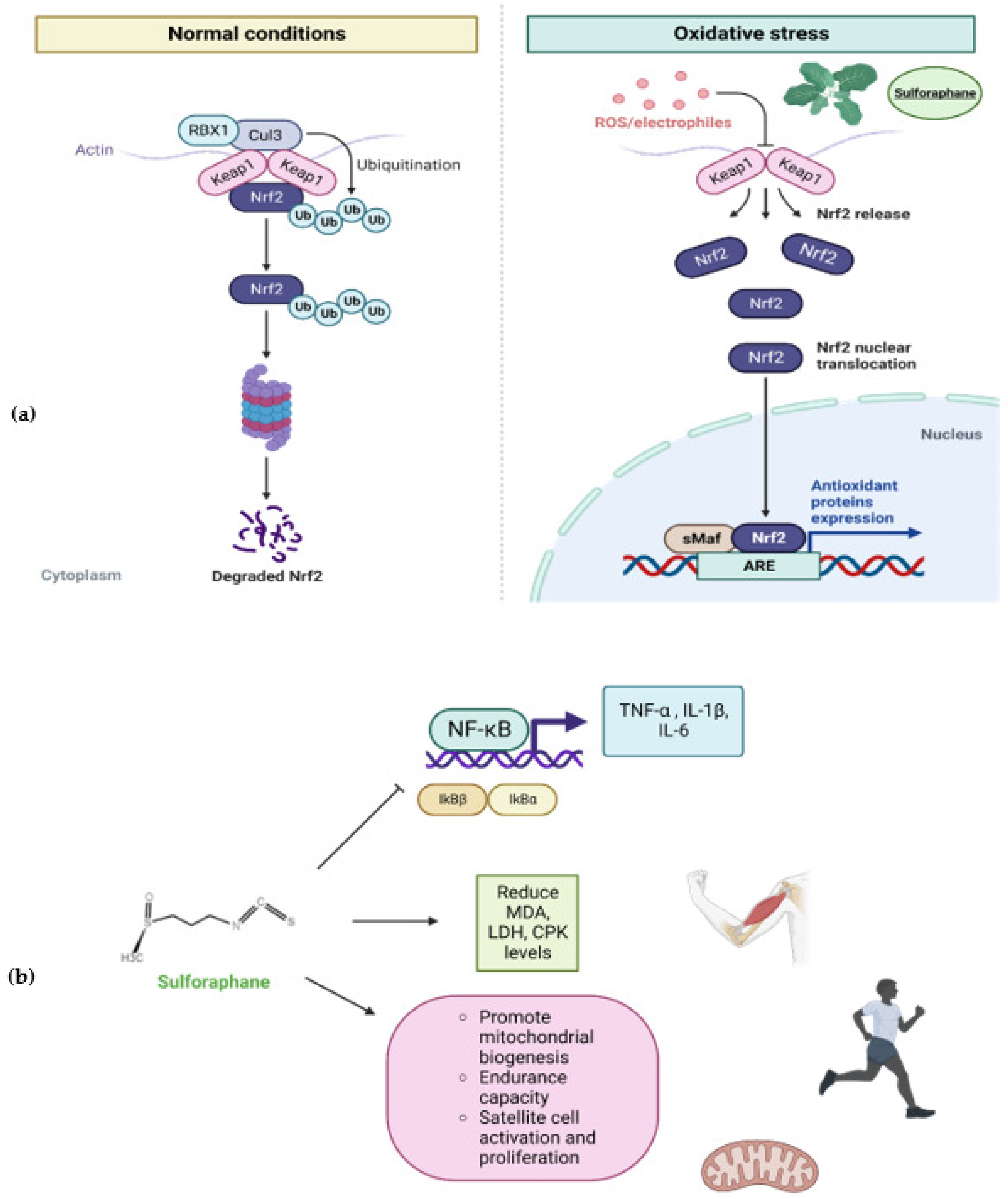 Plants 11 02517 g005 Plants 11 02517 g005