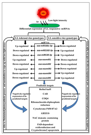 Identification of microRNAs That Provide a Low Light Stress Tolerance ...
