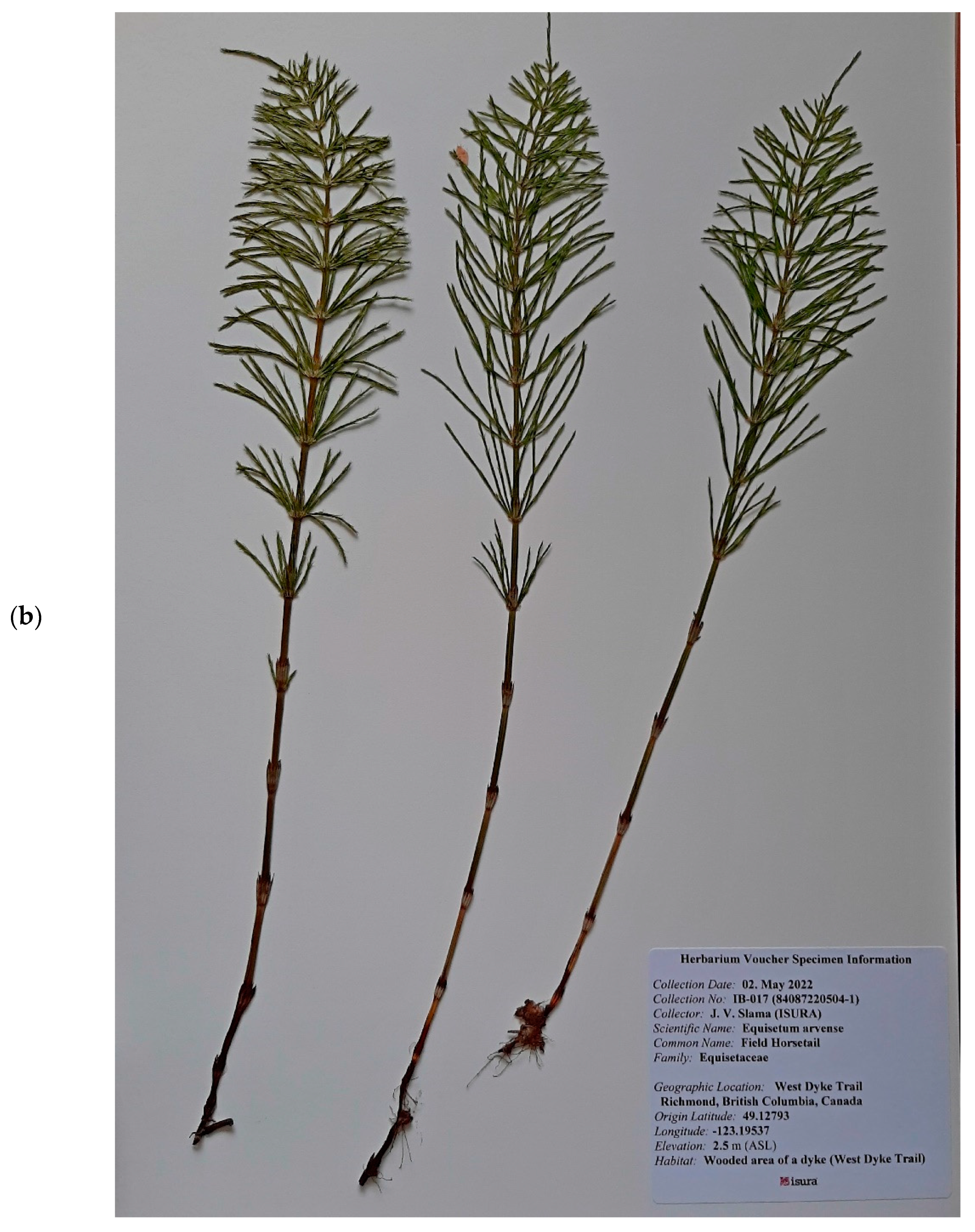 Plants 11 02562 g005b