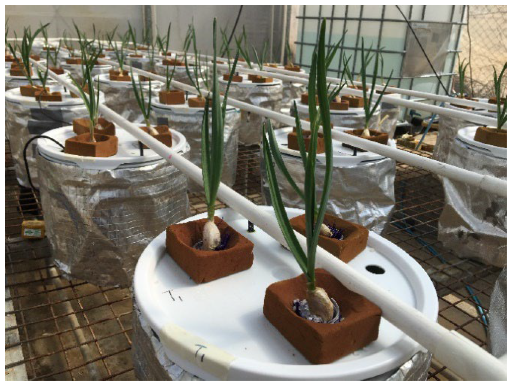 Plants 11 02571 g004