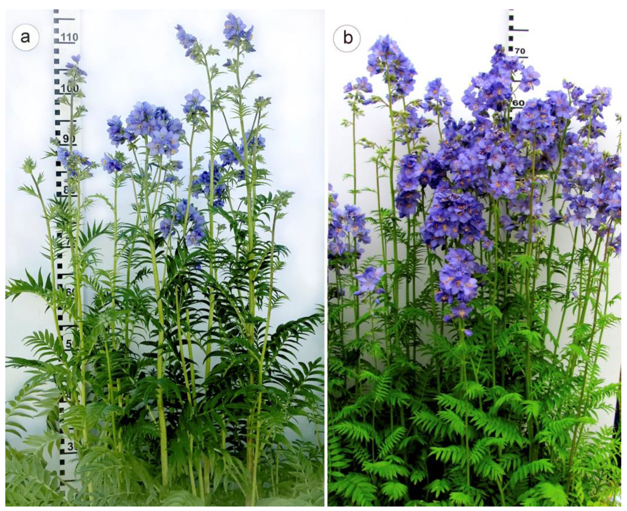 Plants 11 02585 g002 Plants 11 02585 g002