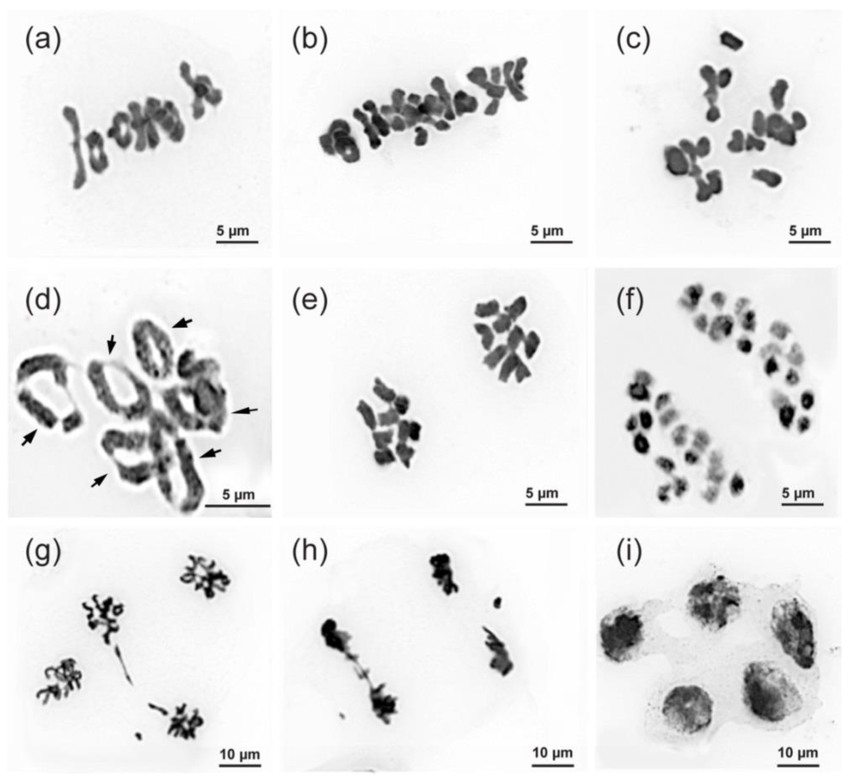 Plants 11 02585 g005 Plants 11 02585 g005