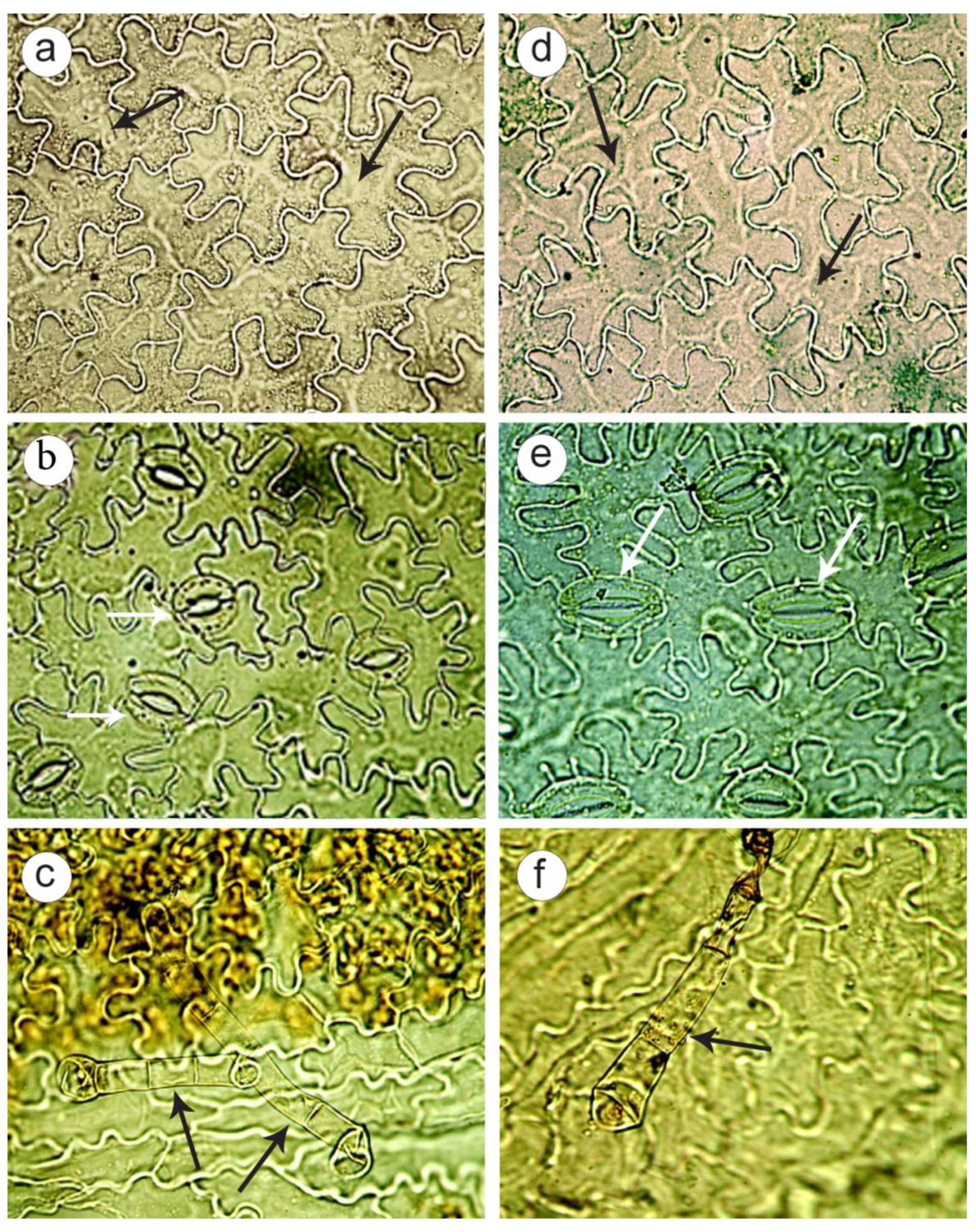 Plants 11 02585 g007 Plants 11 02585 g007