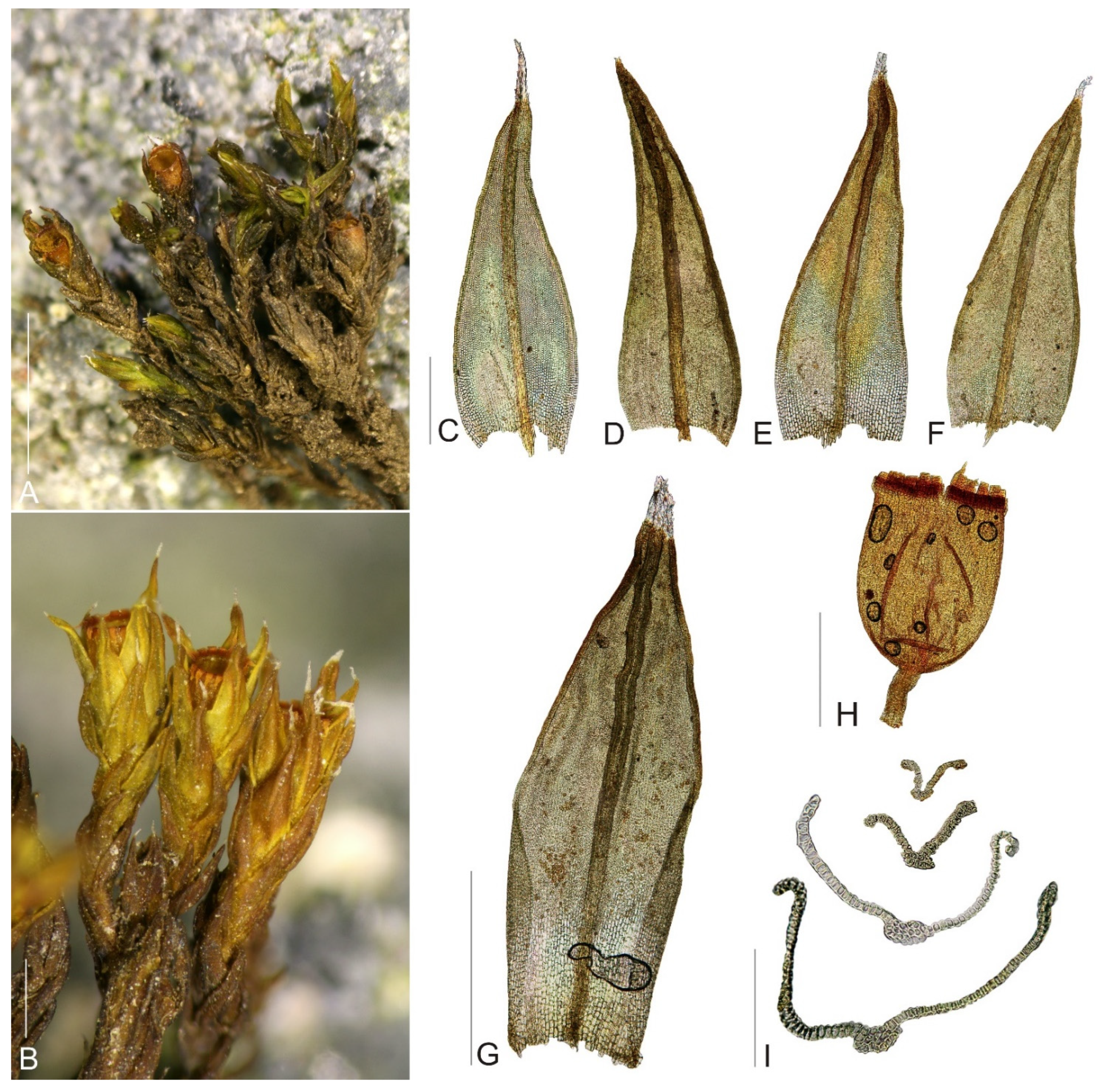 Plants 11 02590 g002