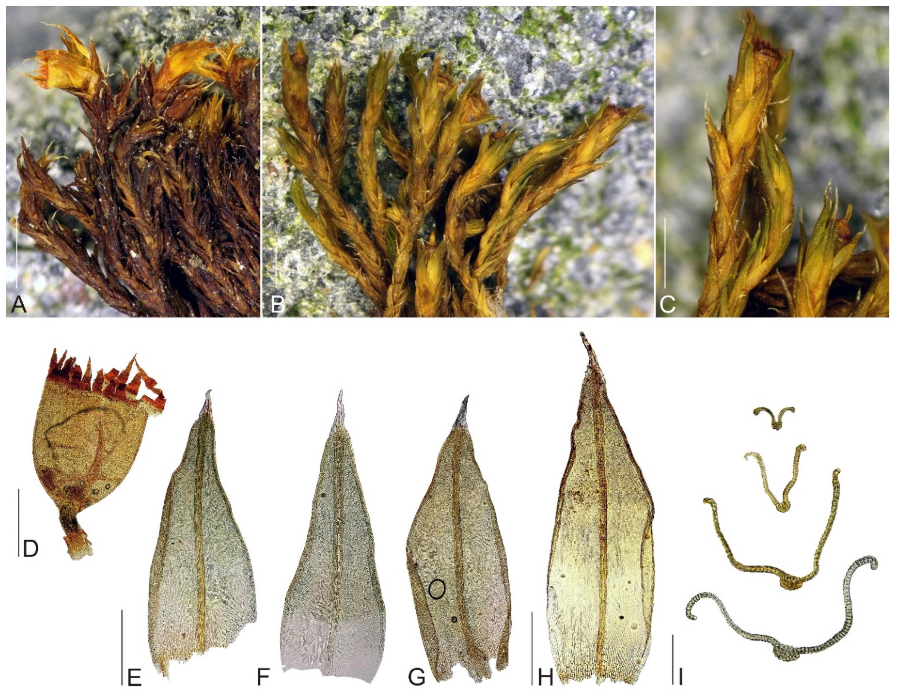 Plants 11 02590 g003