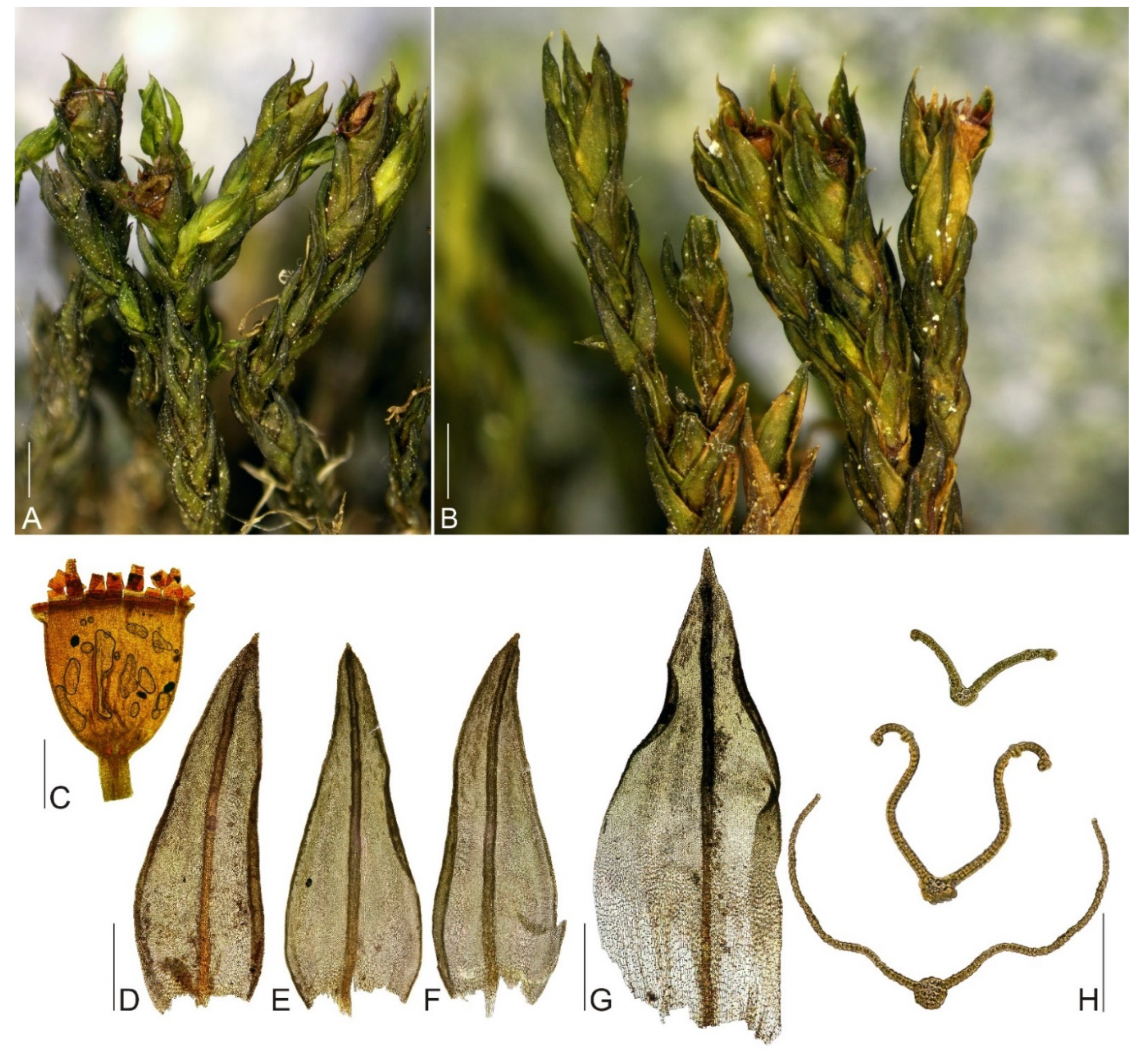 Plants 11 02590 g004