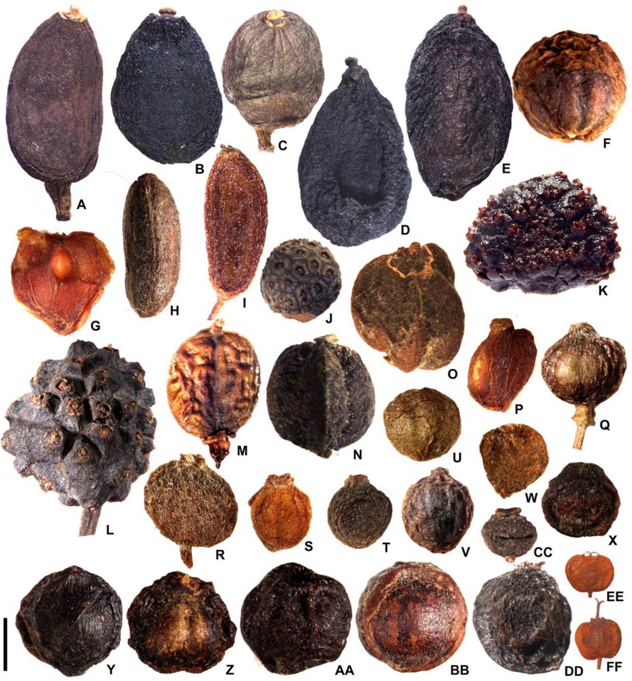 Plants 11 02591 g001 Plants 11 02591 g001