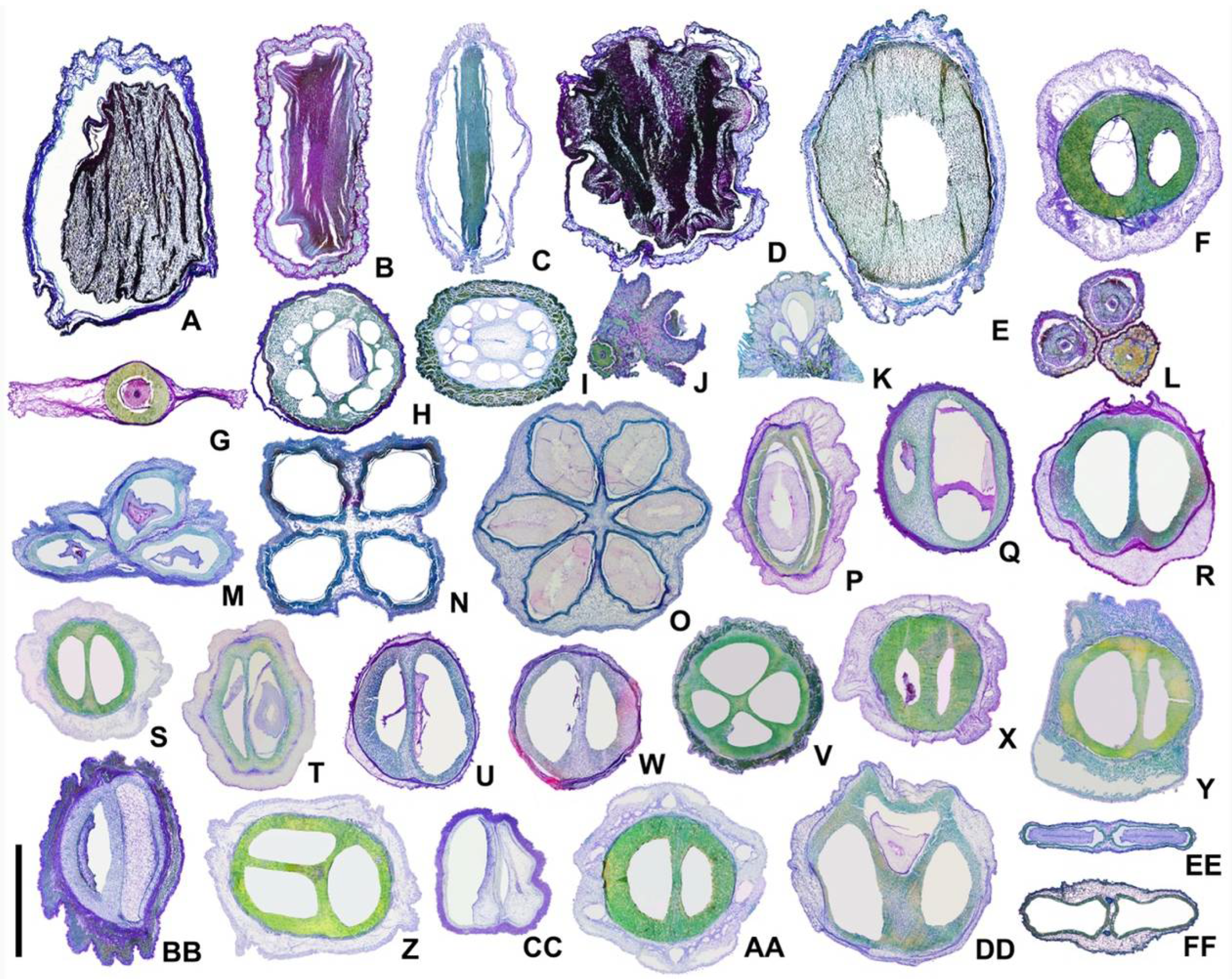 Plants 11 02591 g003 Plants 11 02591 g003