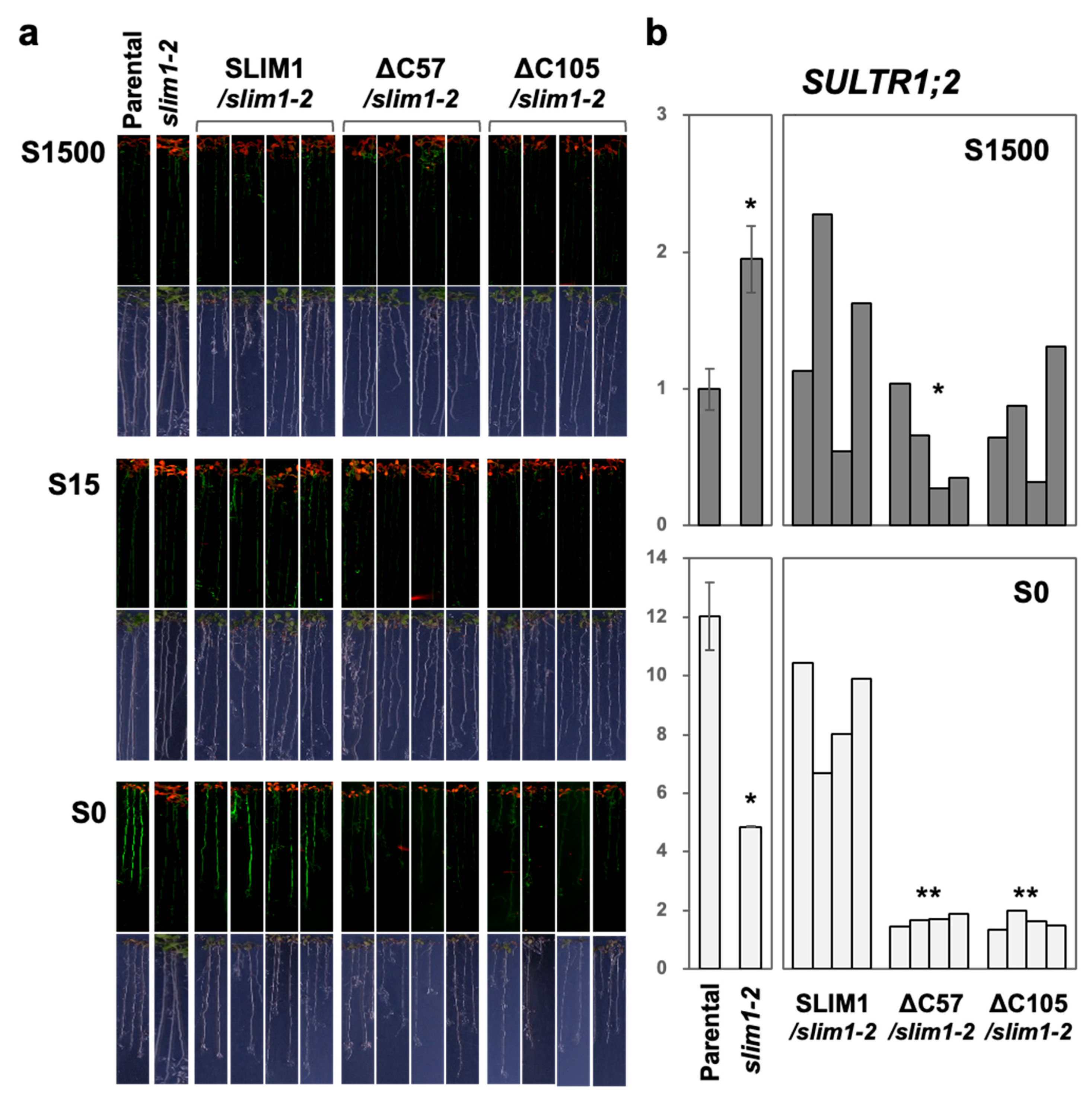 Plants 11 02595 g003