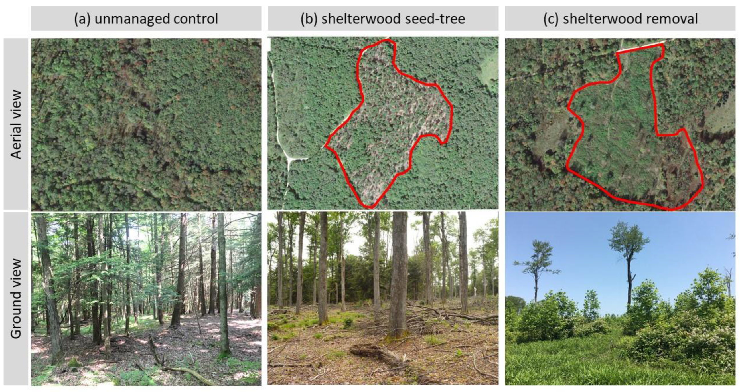 Plants 11 02596 g001