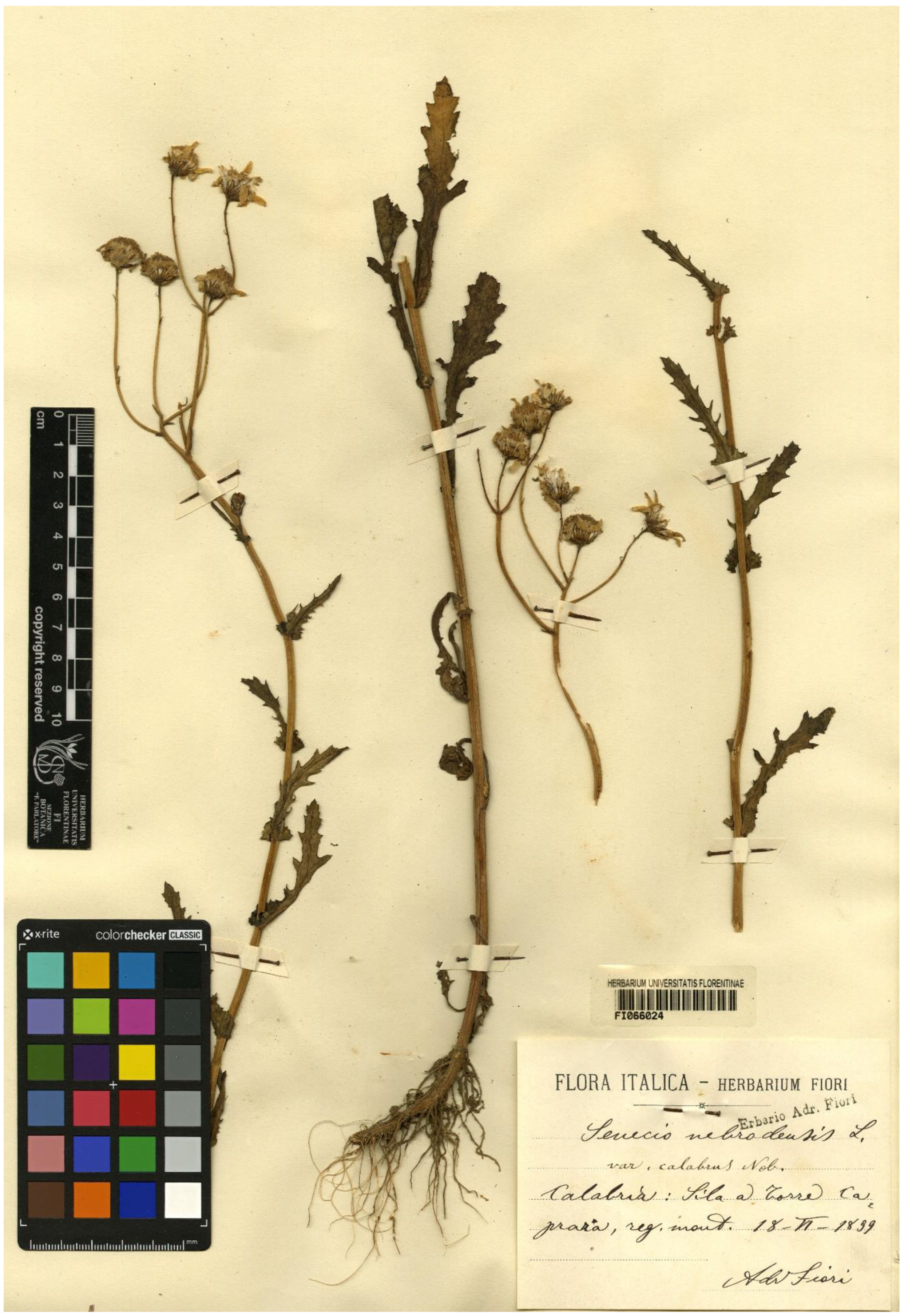 Plants 11 02597 g005