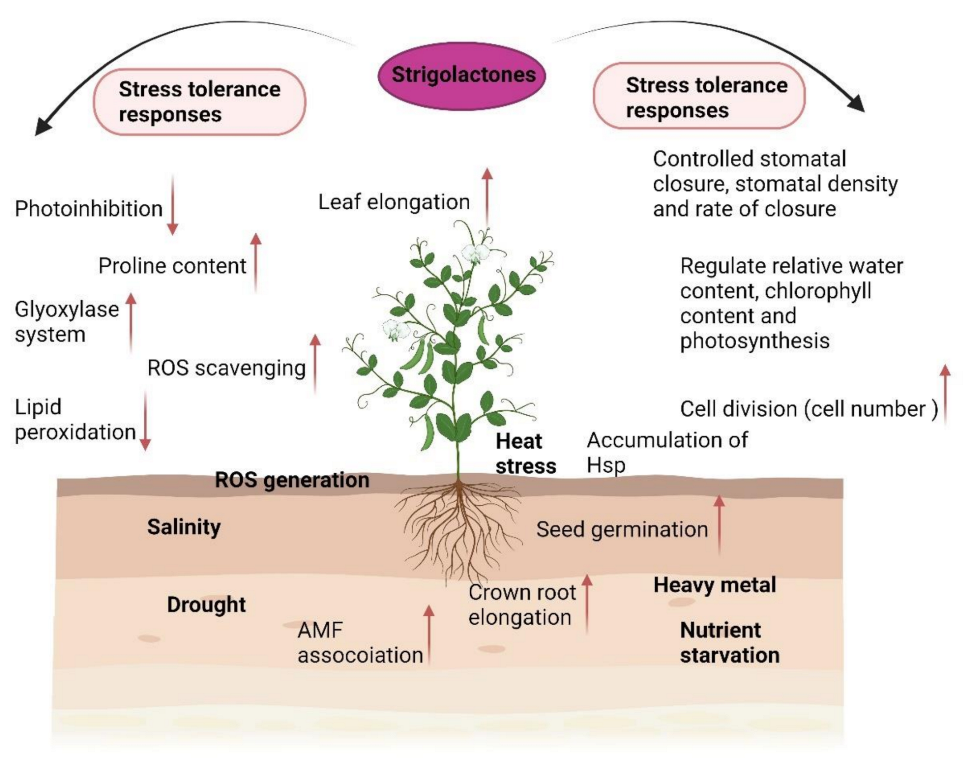 Plants 11 02604 g005 Plants 11 02604 g005